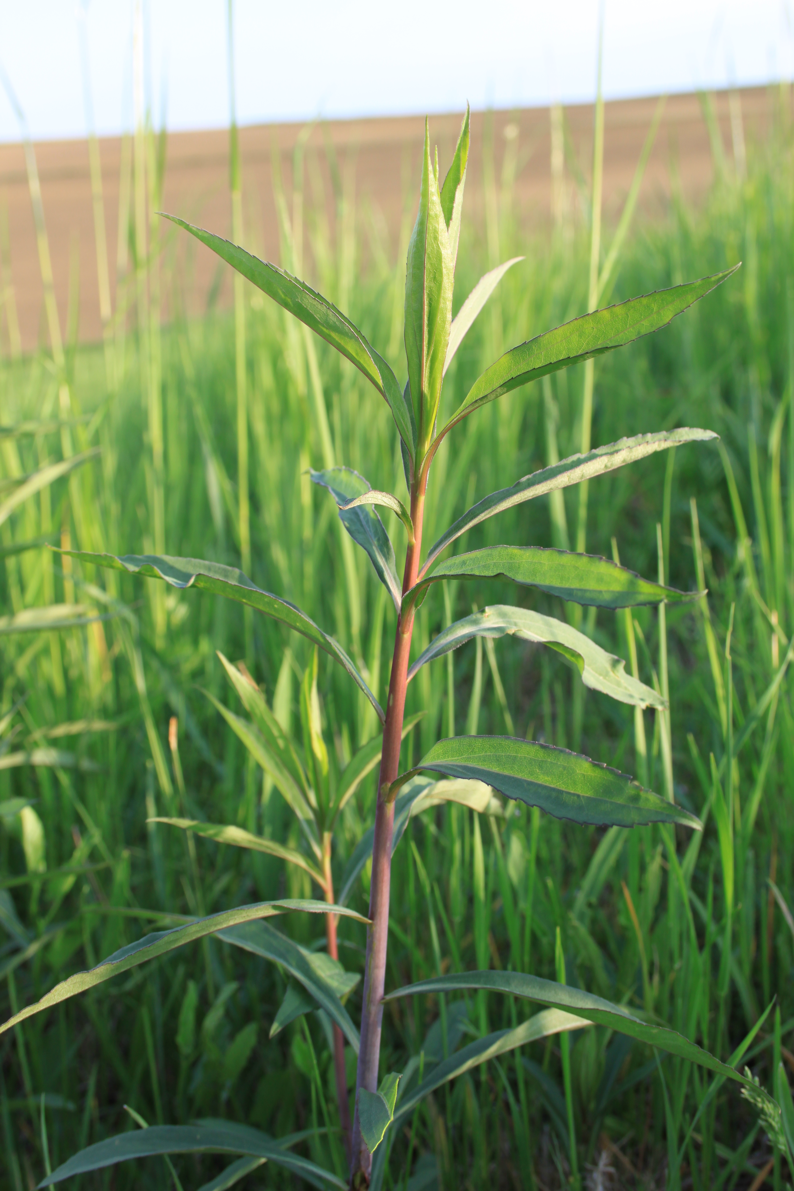 17052013124639 519 art 565 solidago gigantea