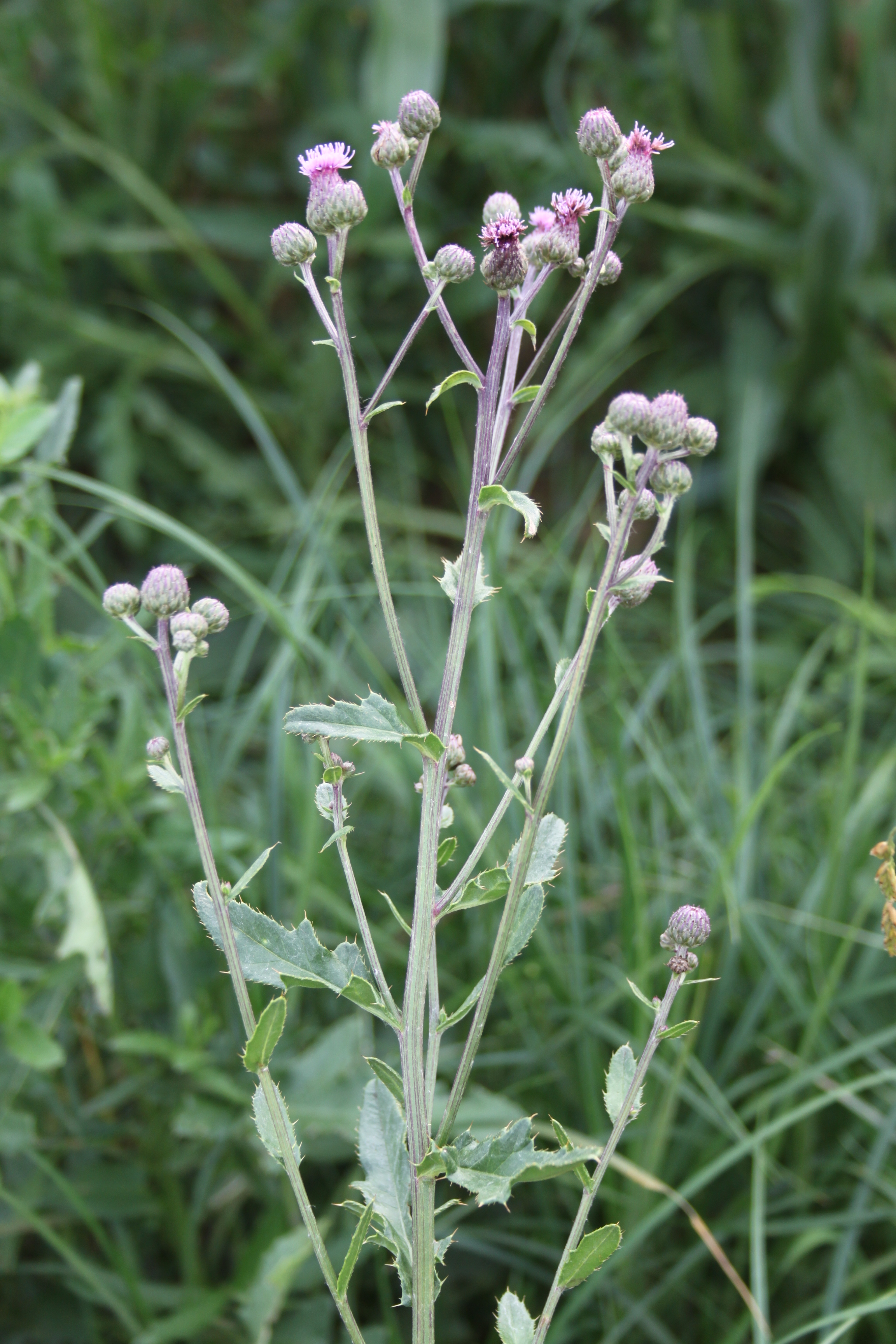 17052013125219 520 art 566 cirsium arvense