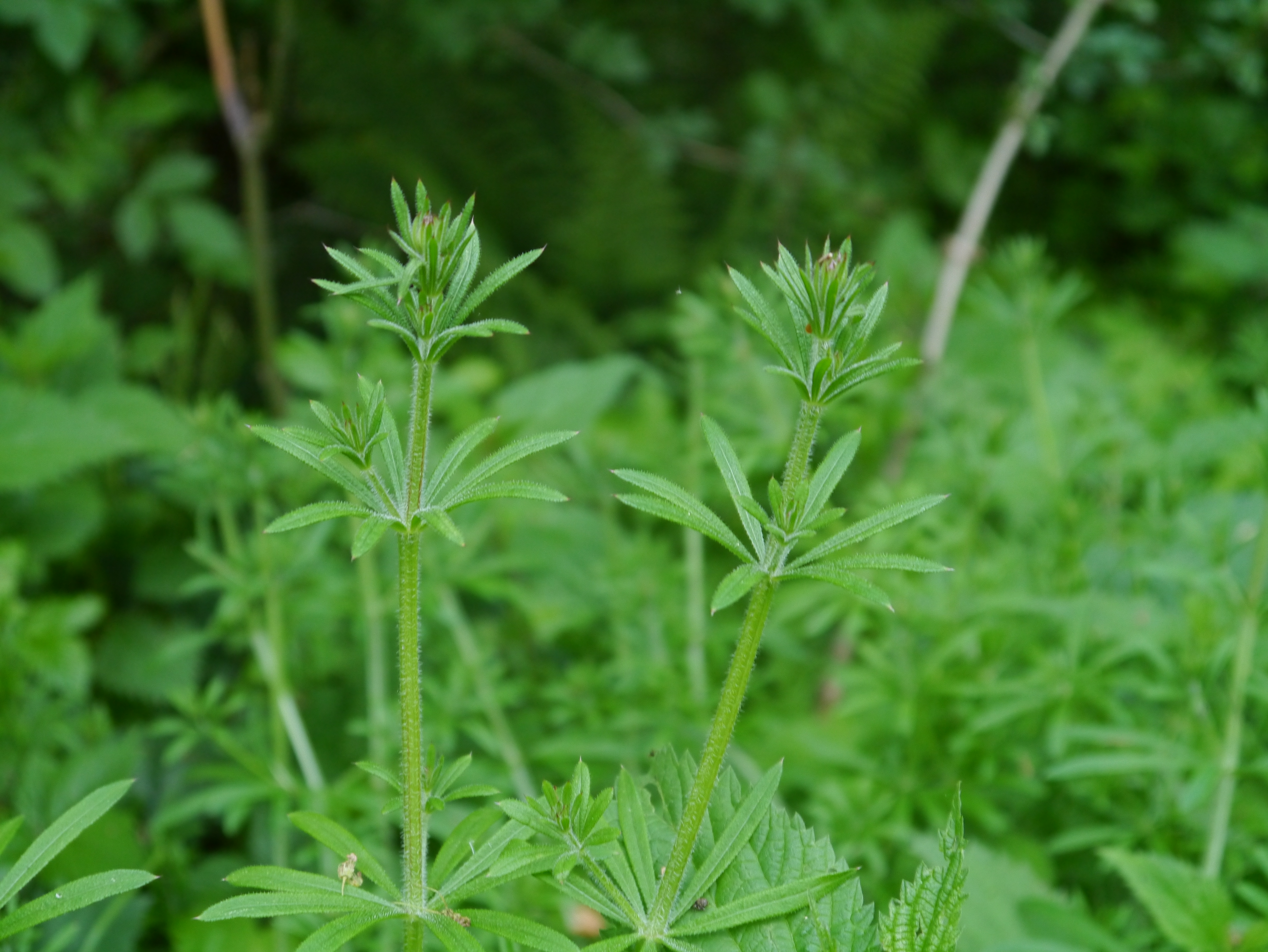 17052013130206 521 art 302 galium aparine2