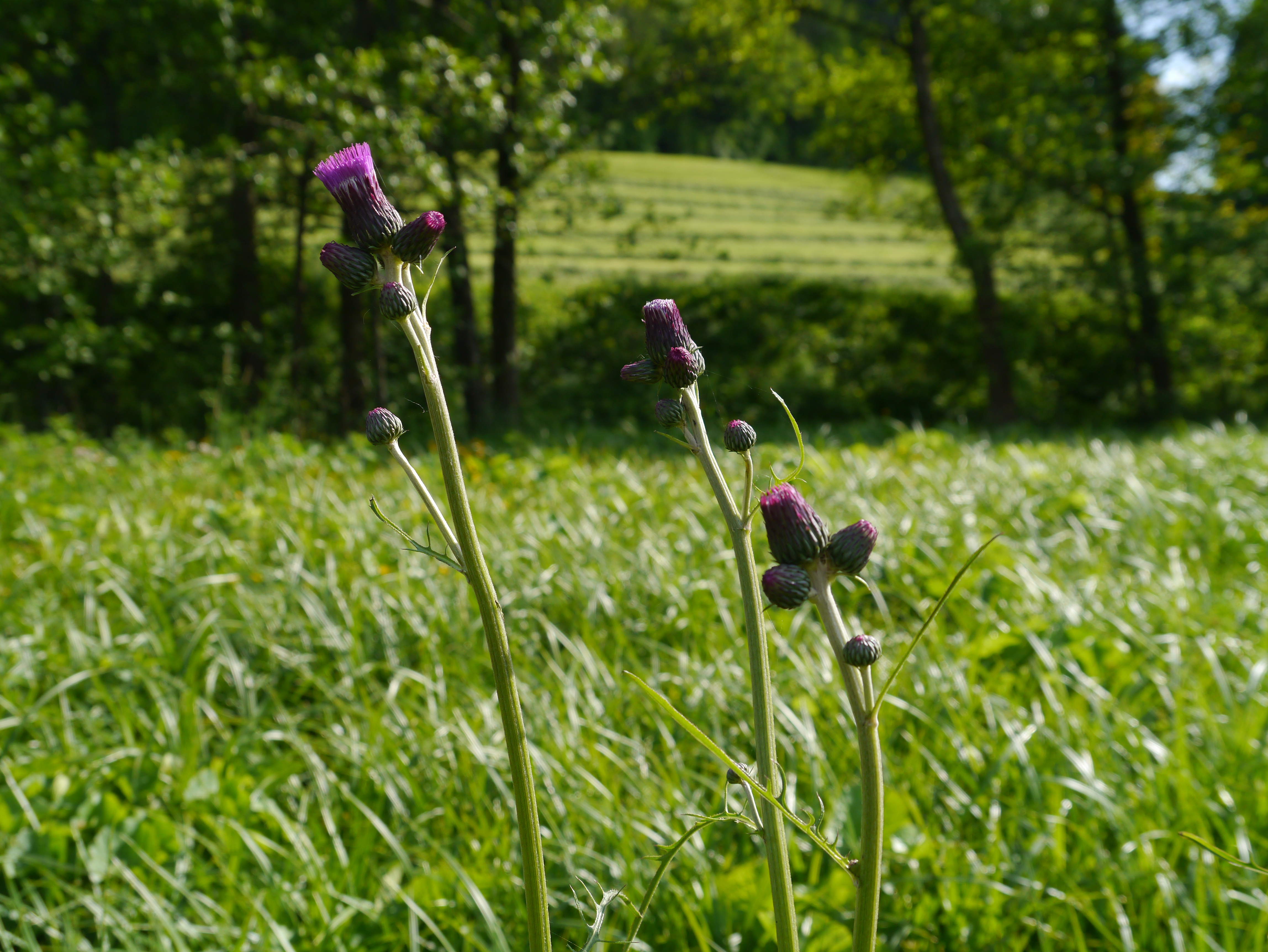 17052013131847 523 art 328 cirsium rivulare4