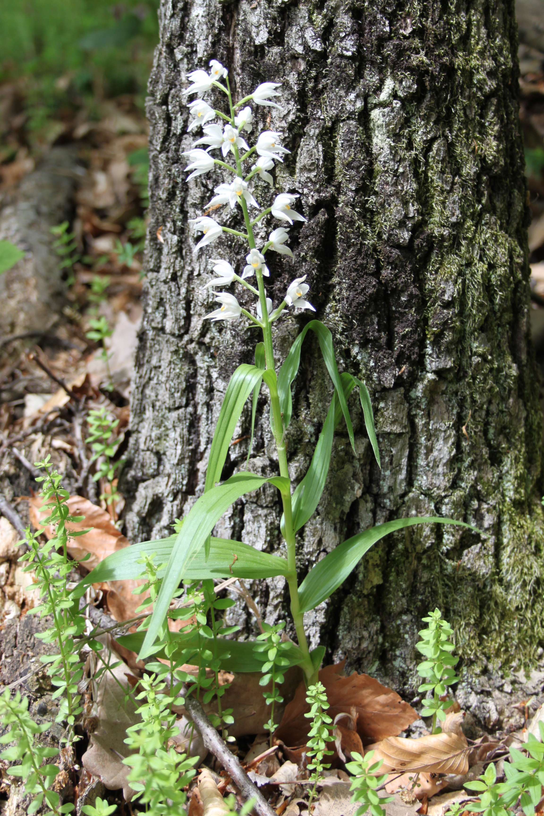 17052013132201 524 art 484 cephalanthera longifolia 1