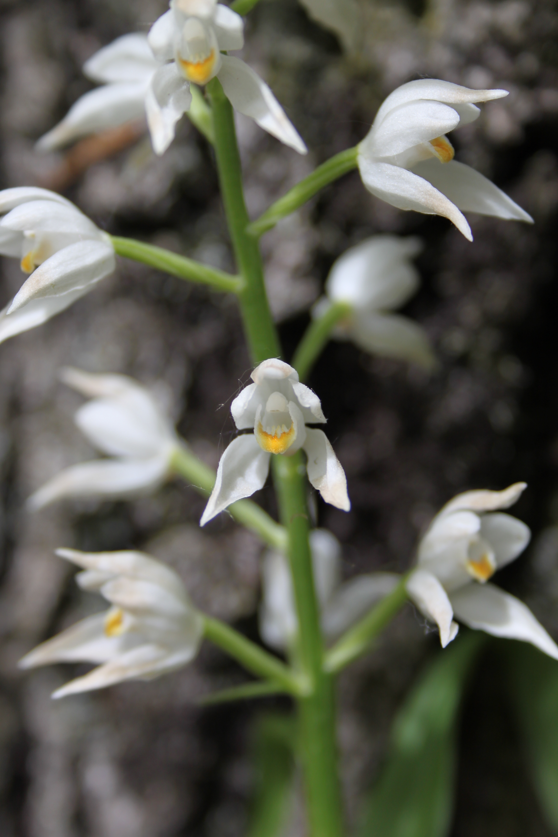 17052013132317 525 art 484 cephalanthera longifolia 2