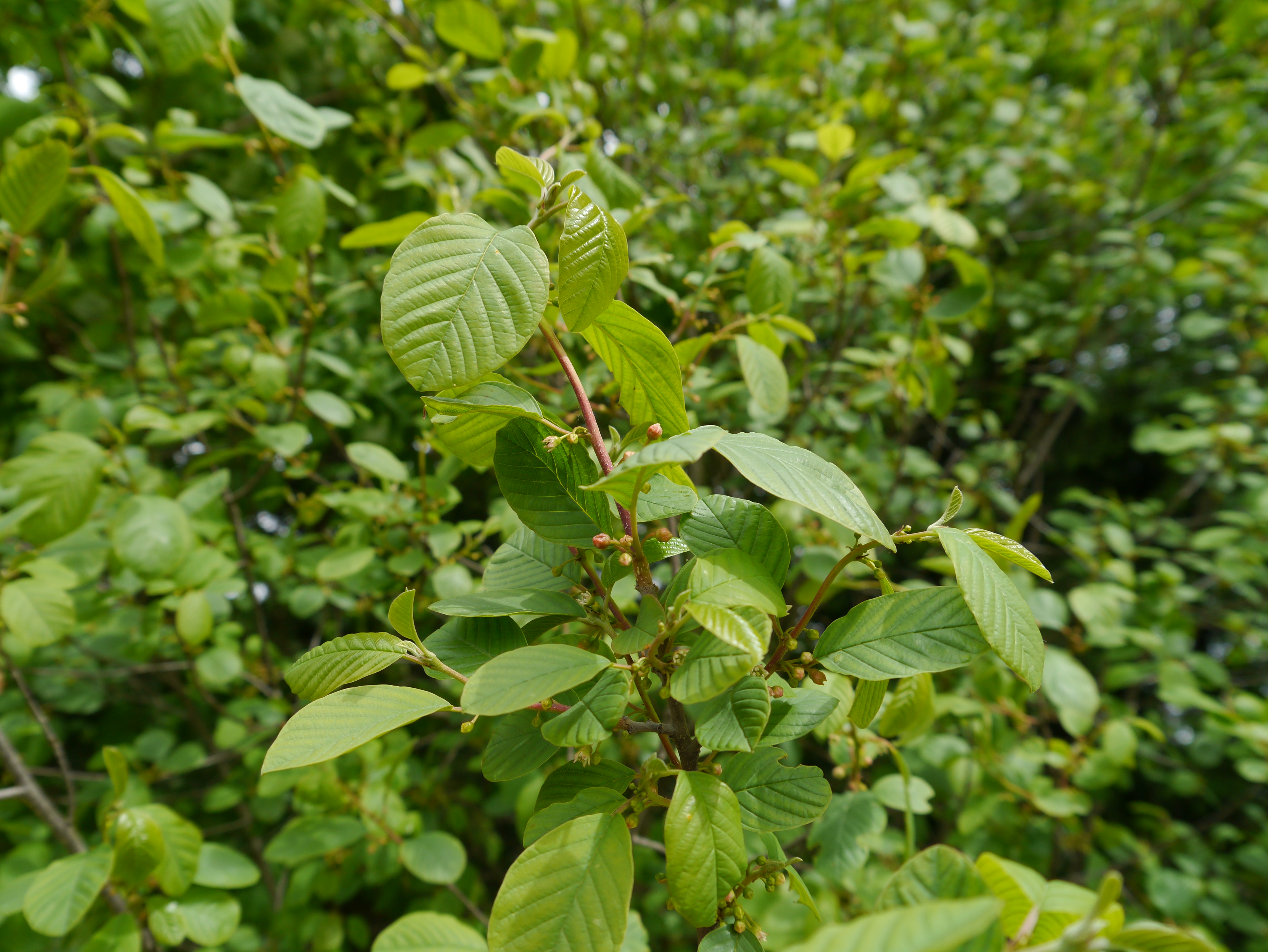 17052013132829 526 art 295 frangula alnus6