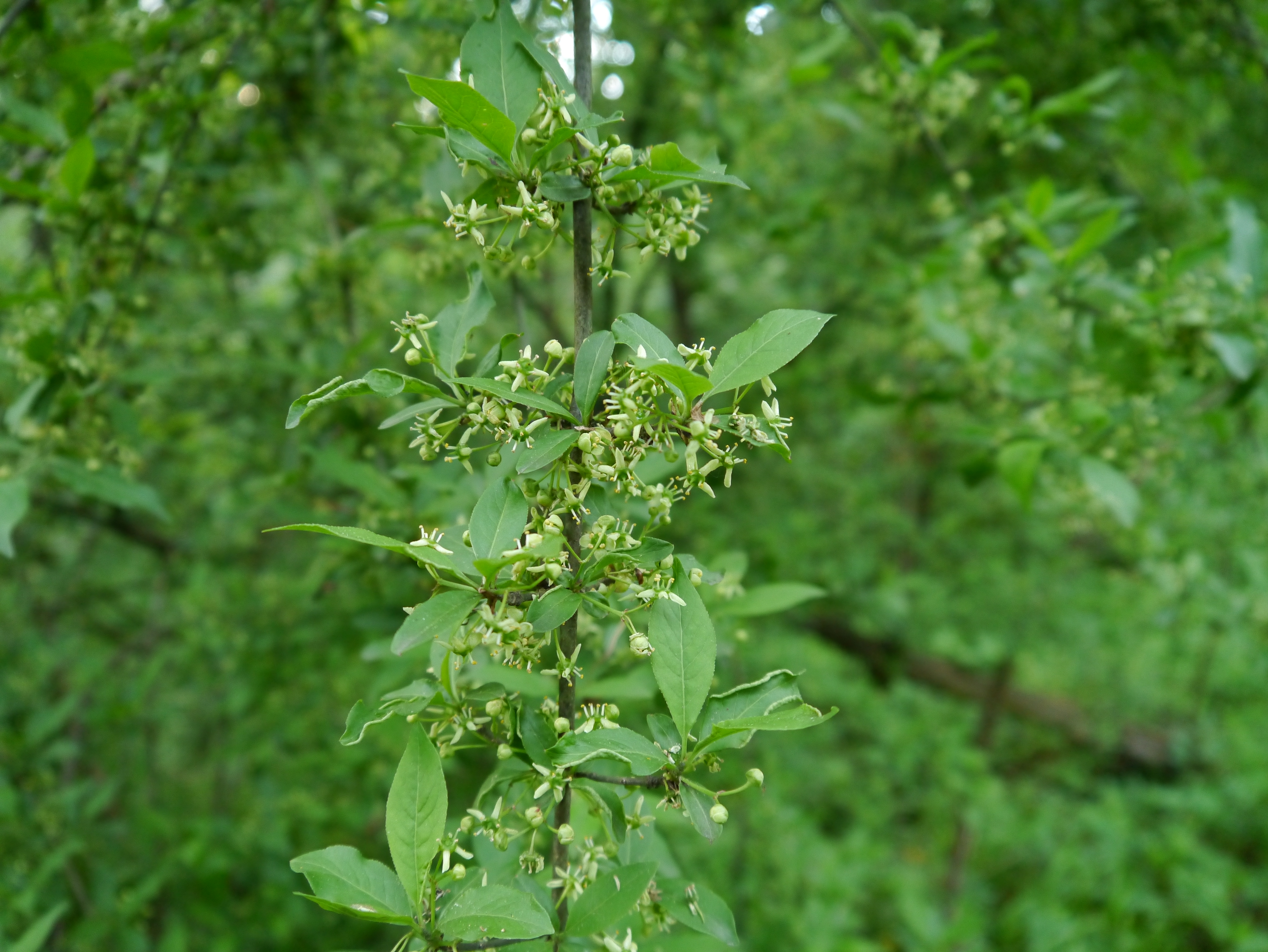 17052013133131 527 art 262 euonymus europaea8