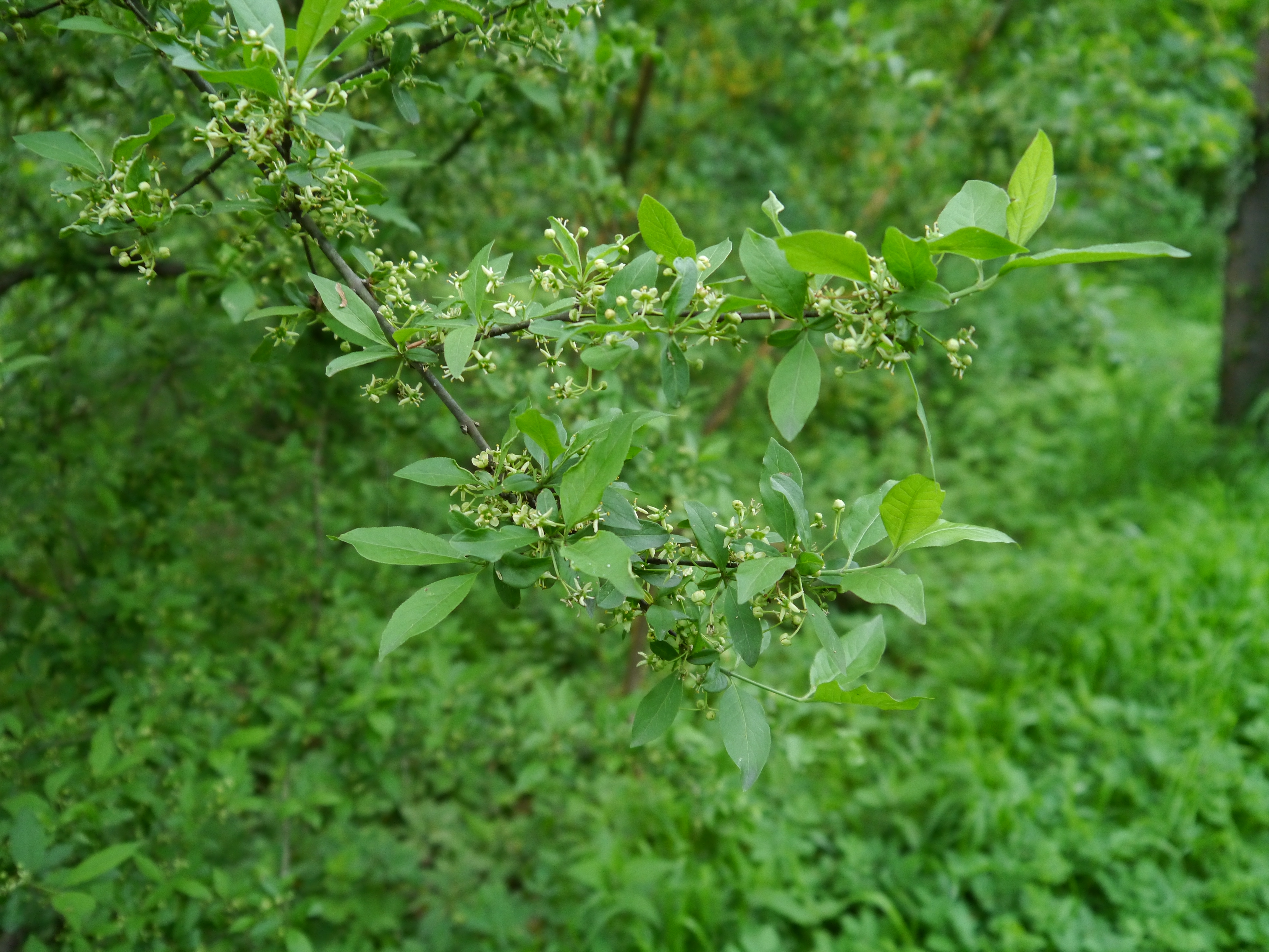 17052013133335 528 art 262 euonymus europaea9