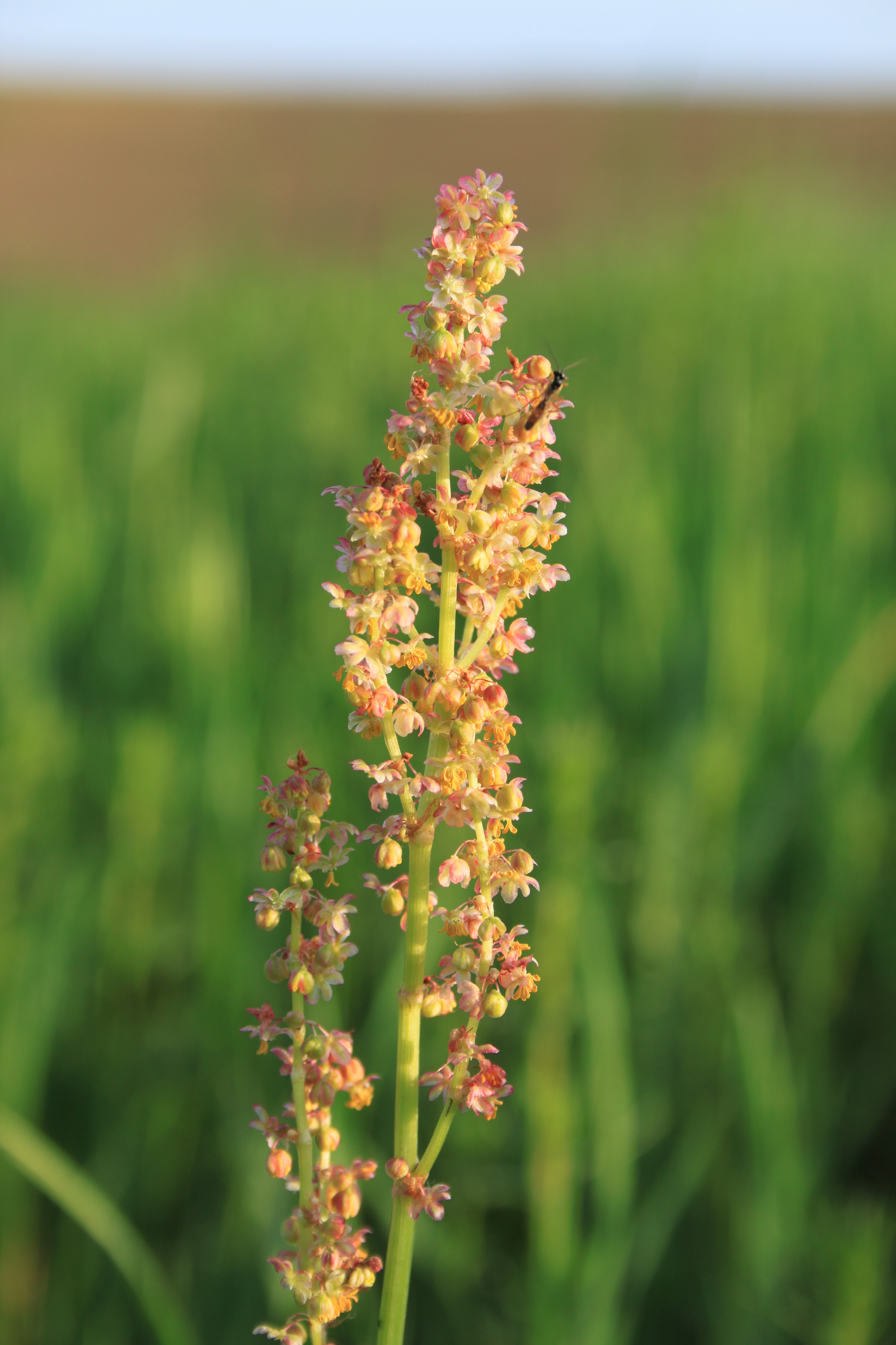 17052013133352 529 art 504 rumex acetosa 2