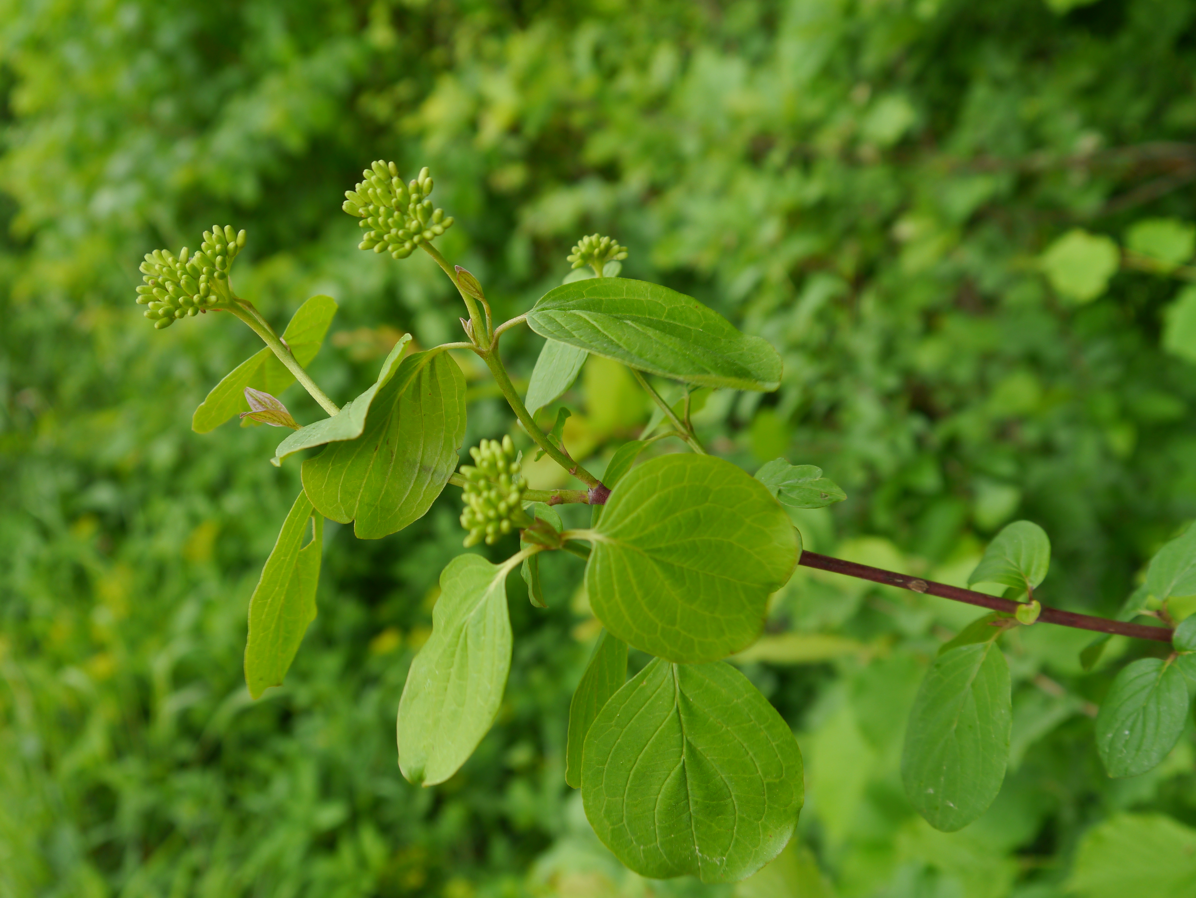 17052013134318 530 art 260 cornus sanguinea4