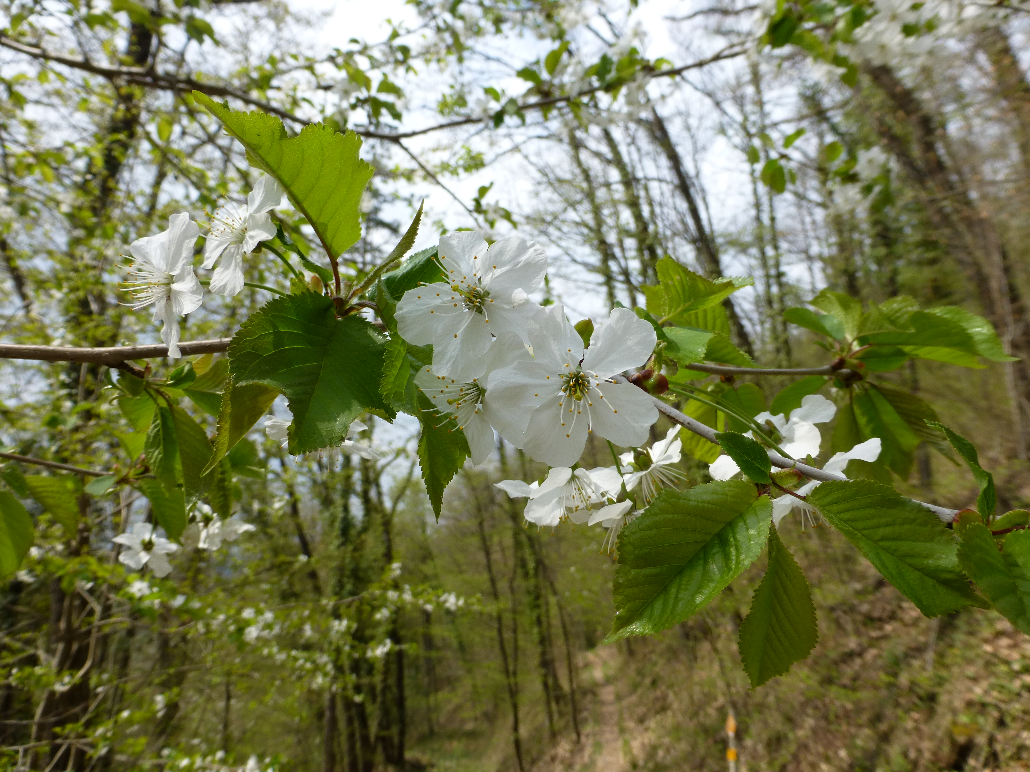 17052013140902 532 art 231 prunus avium 5