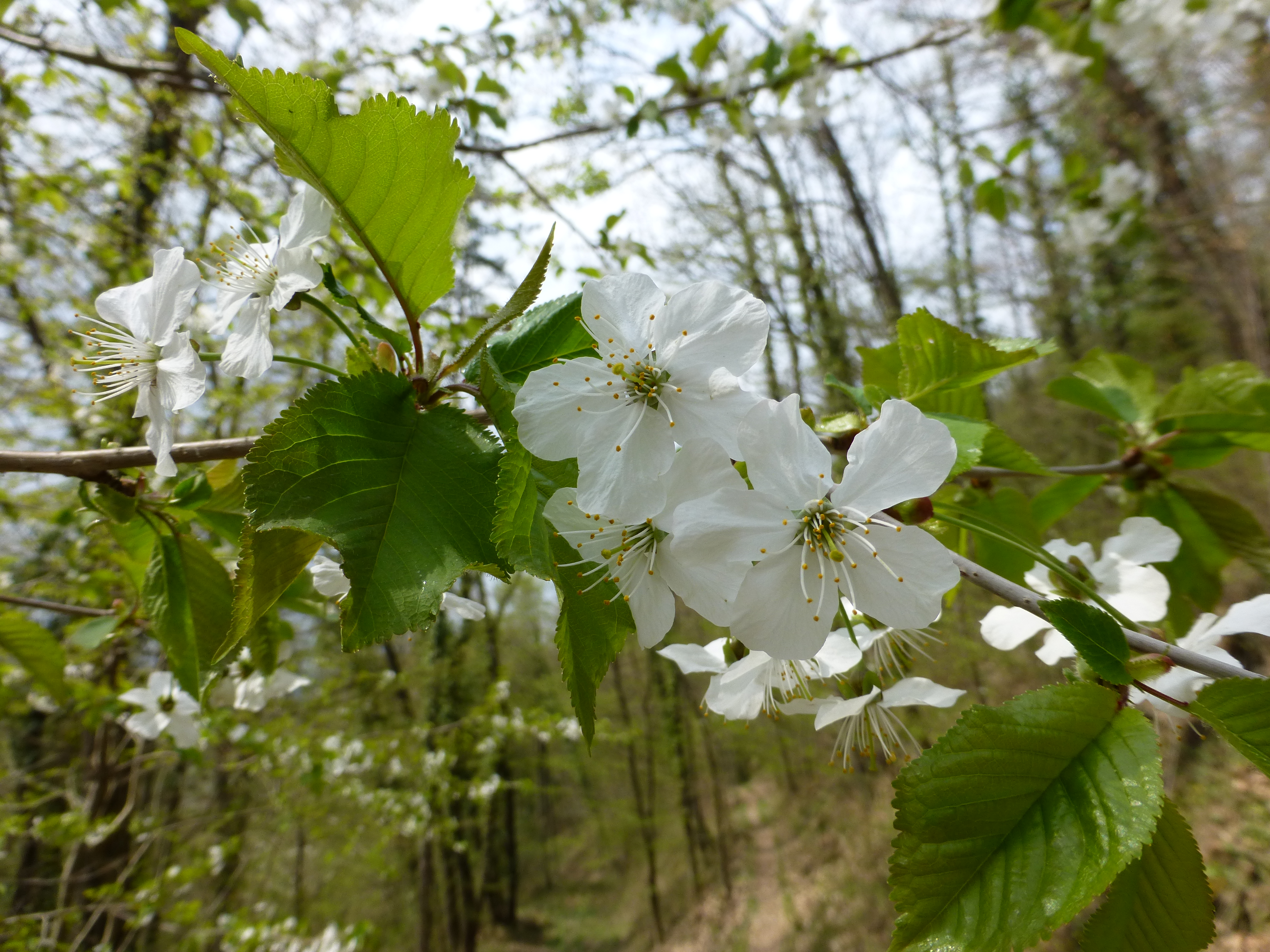 17052013141106 533 art 231 prunus avium 4