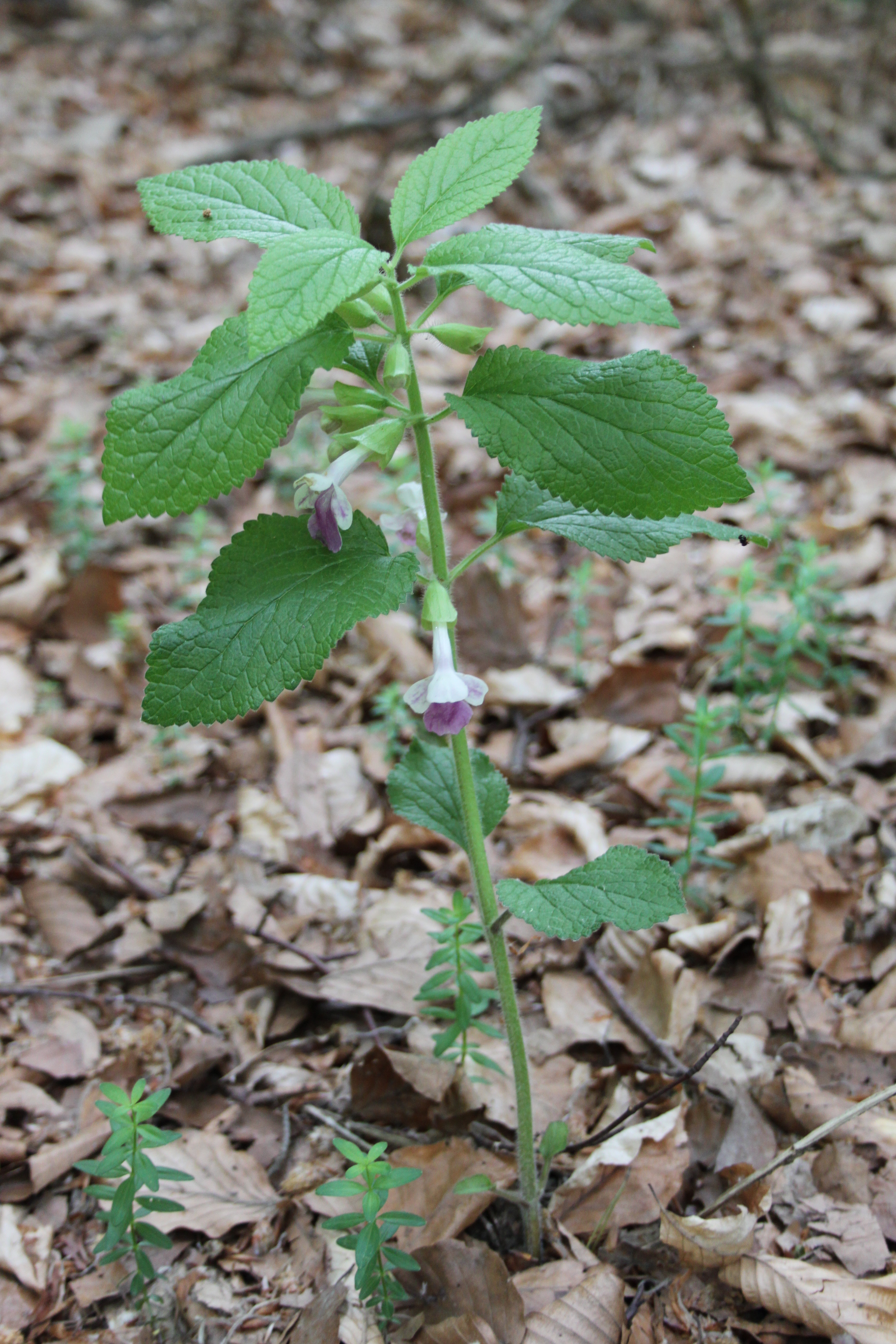 17052013175937 536 art 574 melittis melissophyllum