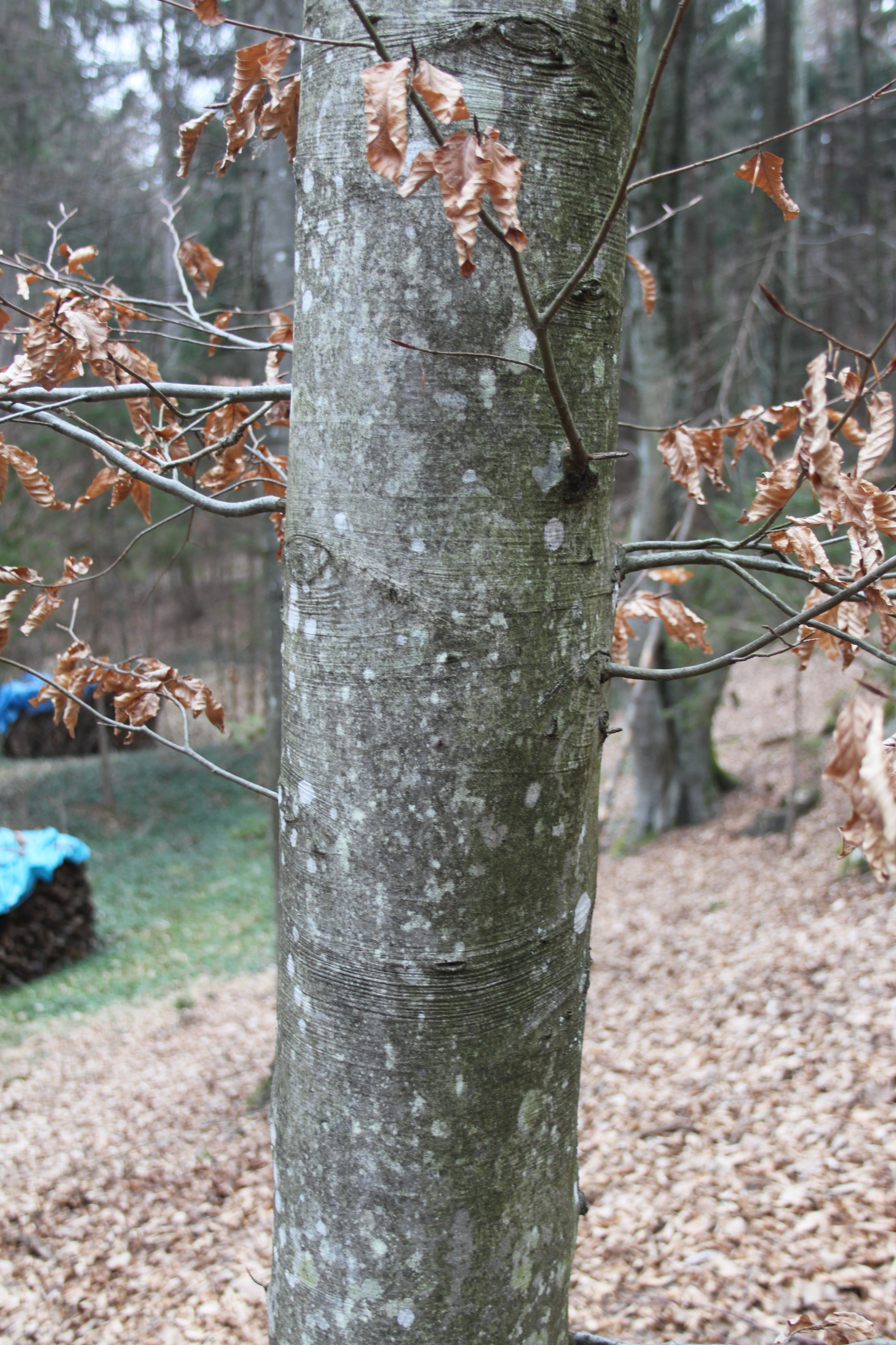 17052013181813 537 art 473 fagus sylvatica 6