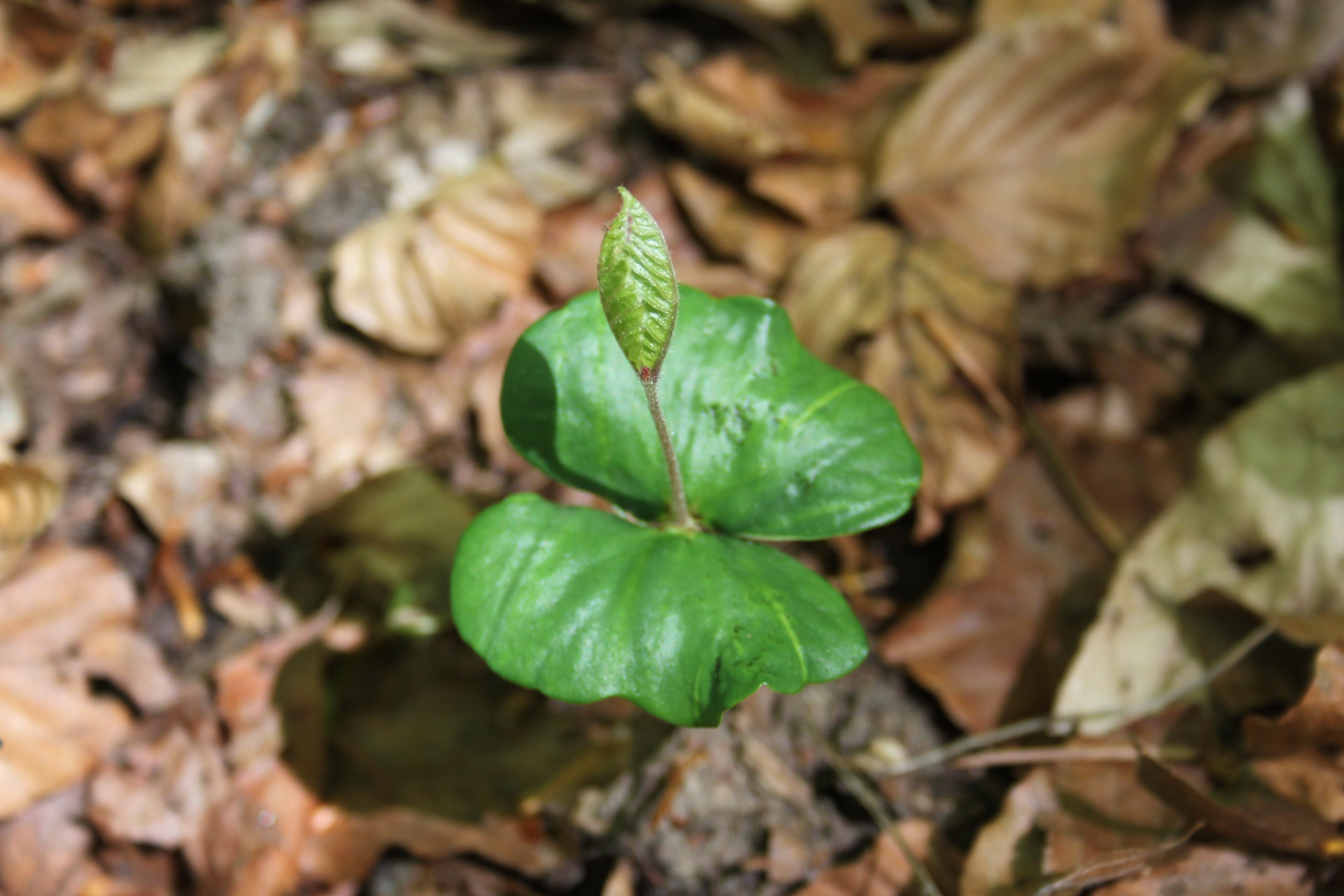 17052013182350 538 art 473 fagus sylvatica 7