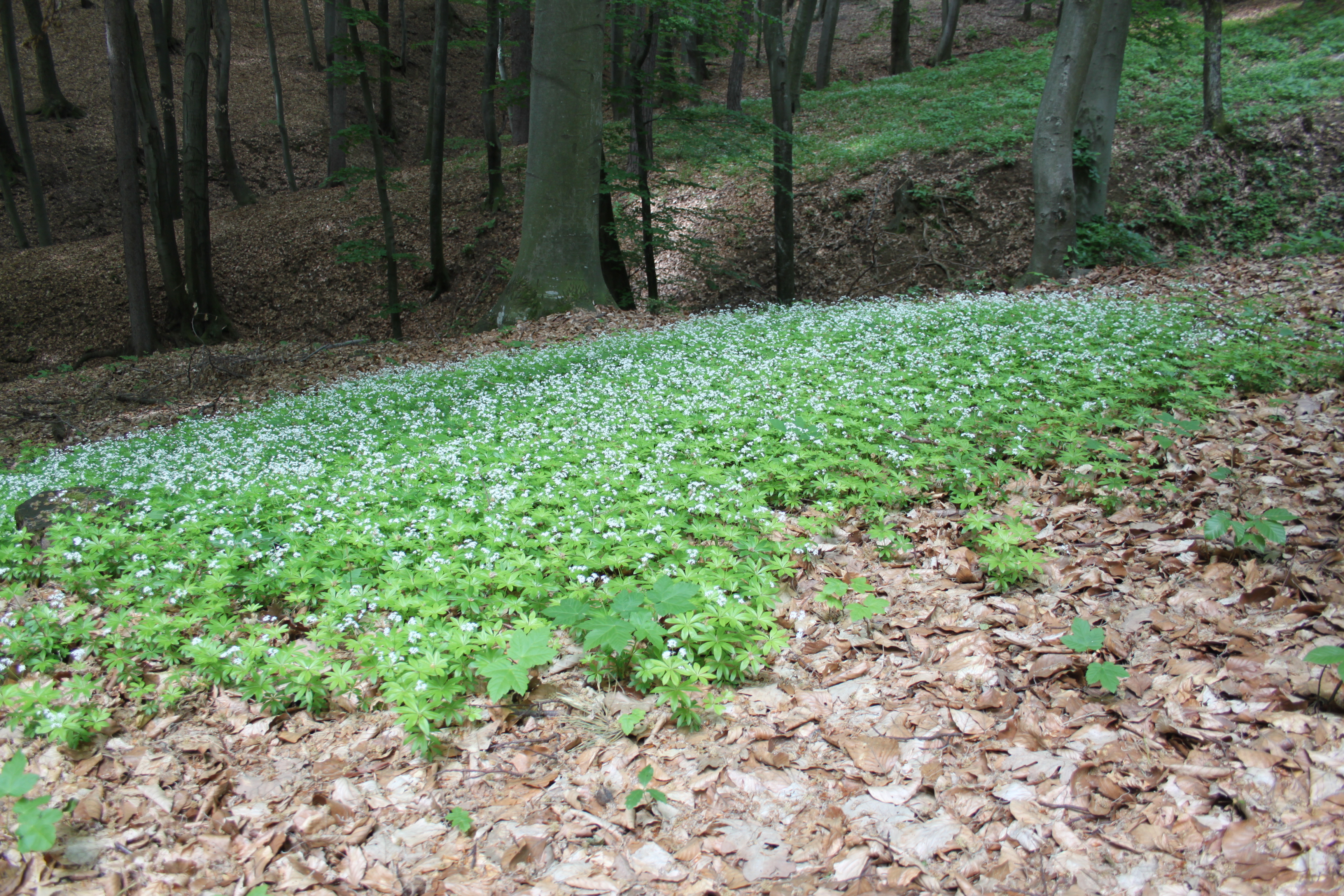 17052013191545 541 art 487 galium odoratum 2