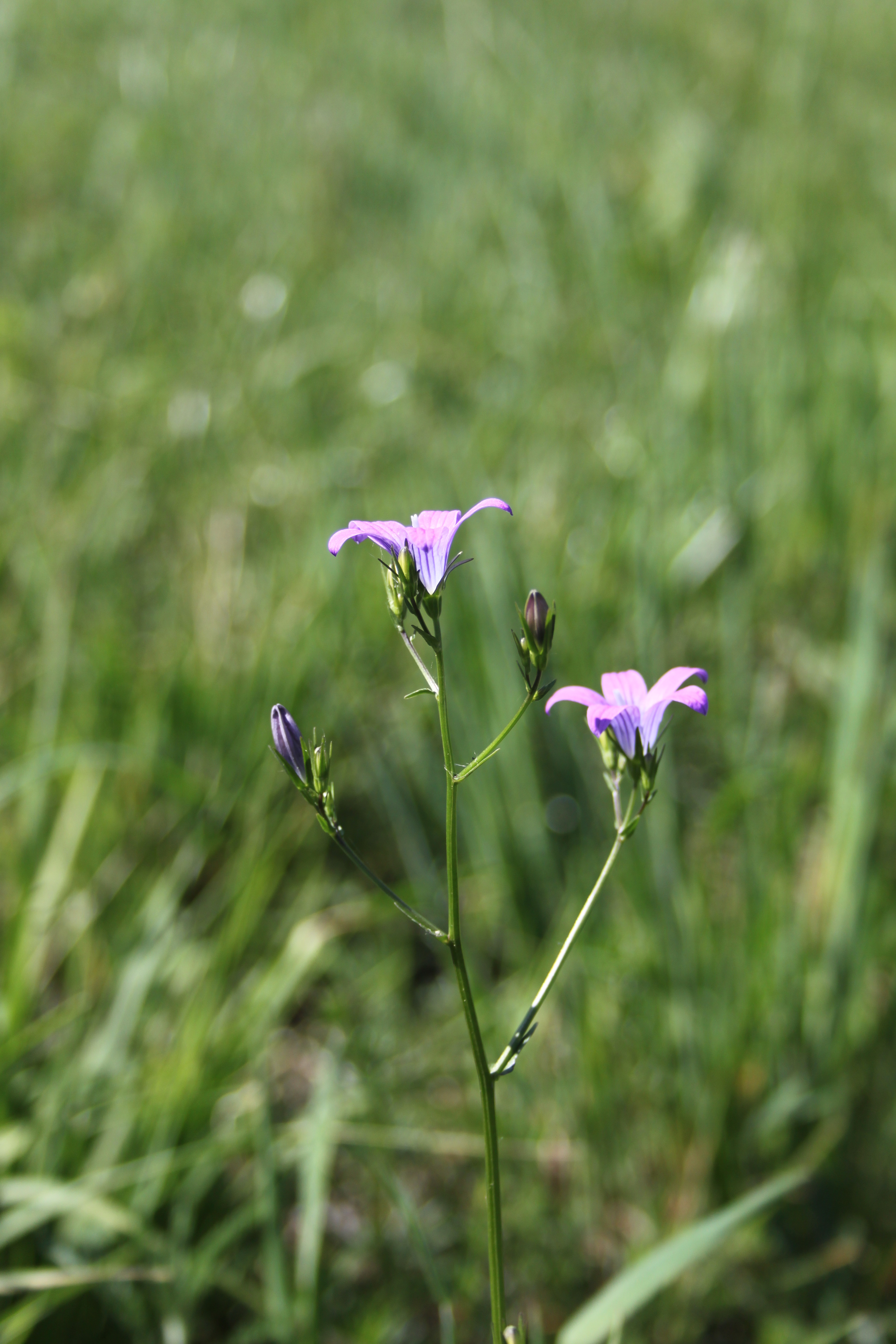 17052013193507 542 art 503 campanula patula 3