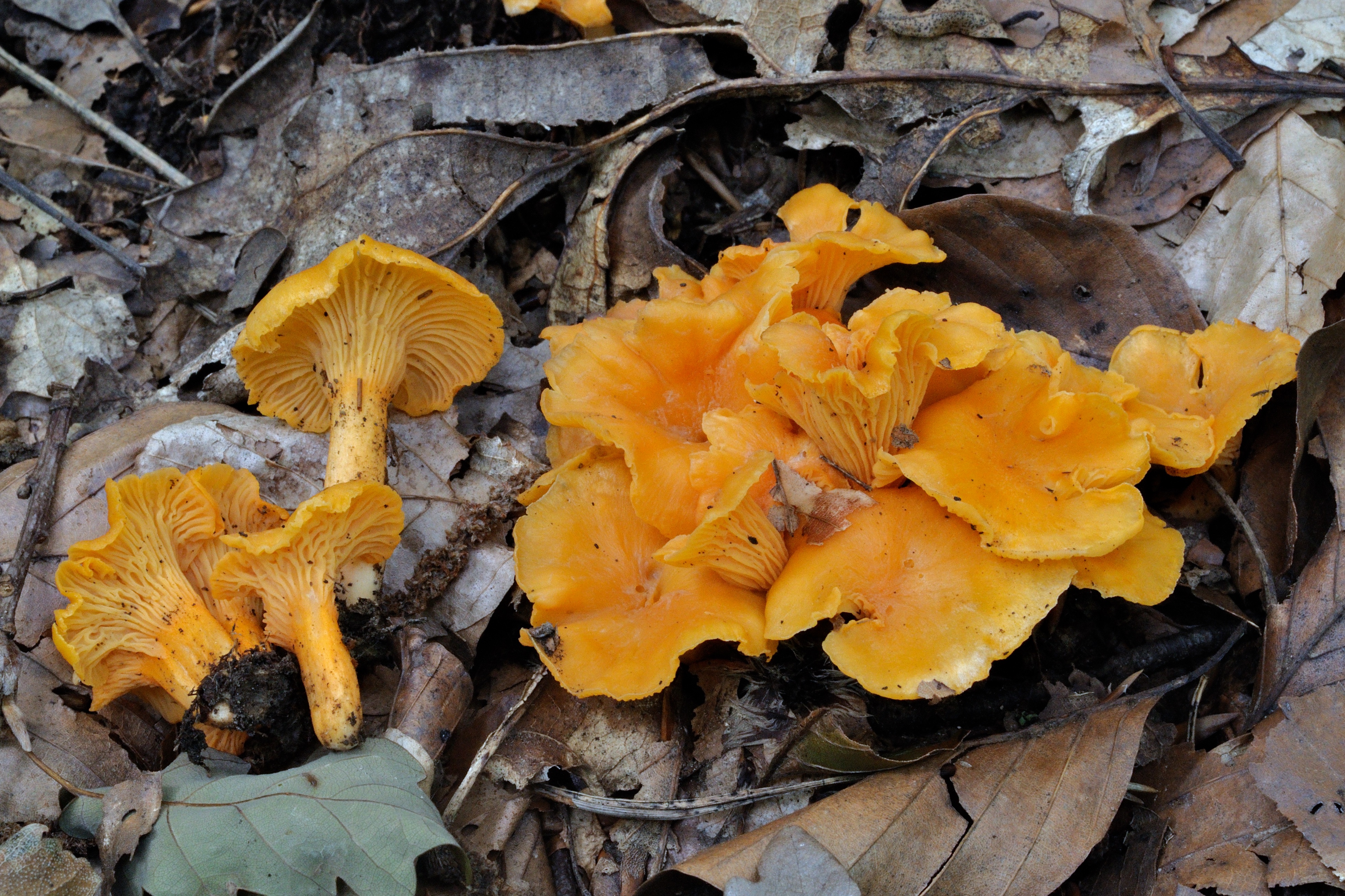 17052018134128 3642 art 2194 2009 07 19 st anna a aigen 068