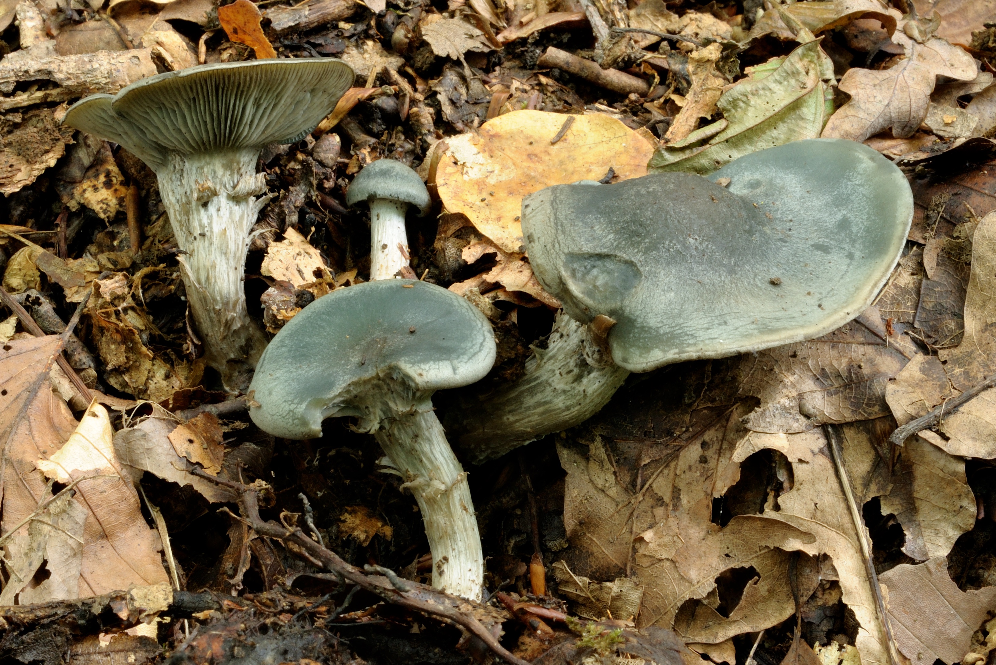 17052018134730 3643 art 2195 2009 07 19 st anna a aigen 014