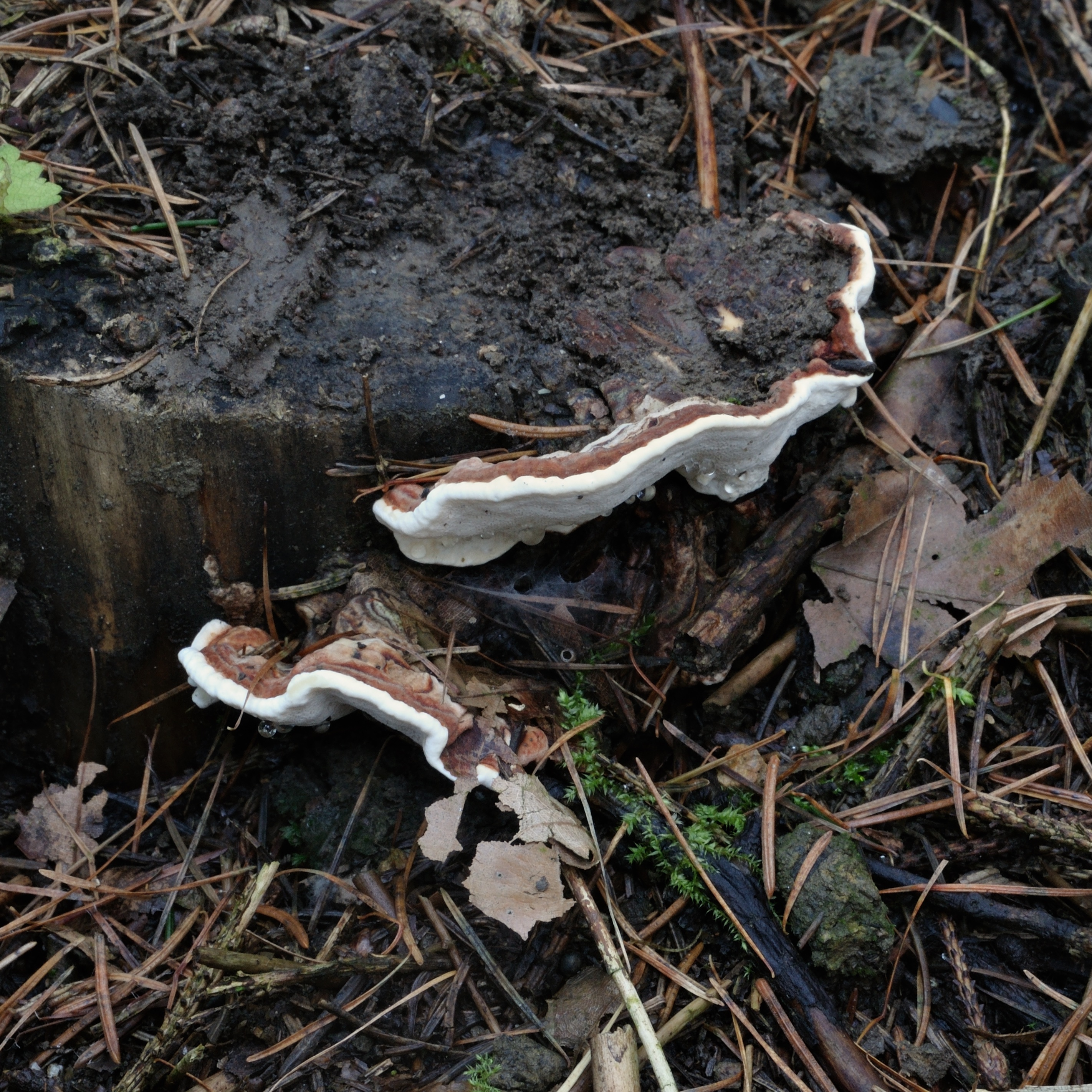 17052018135256 3644 art 2196 heterobasidion annosum wurzelschwamm