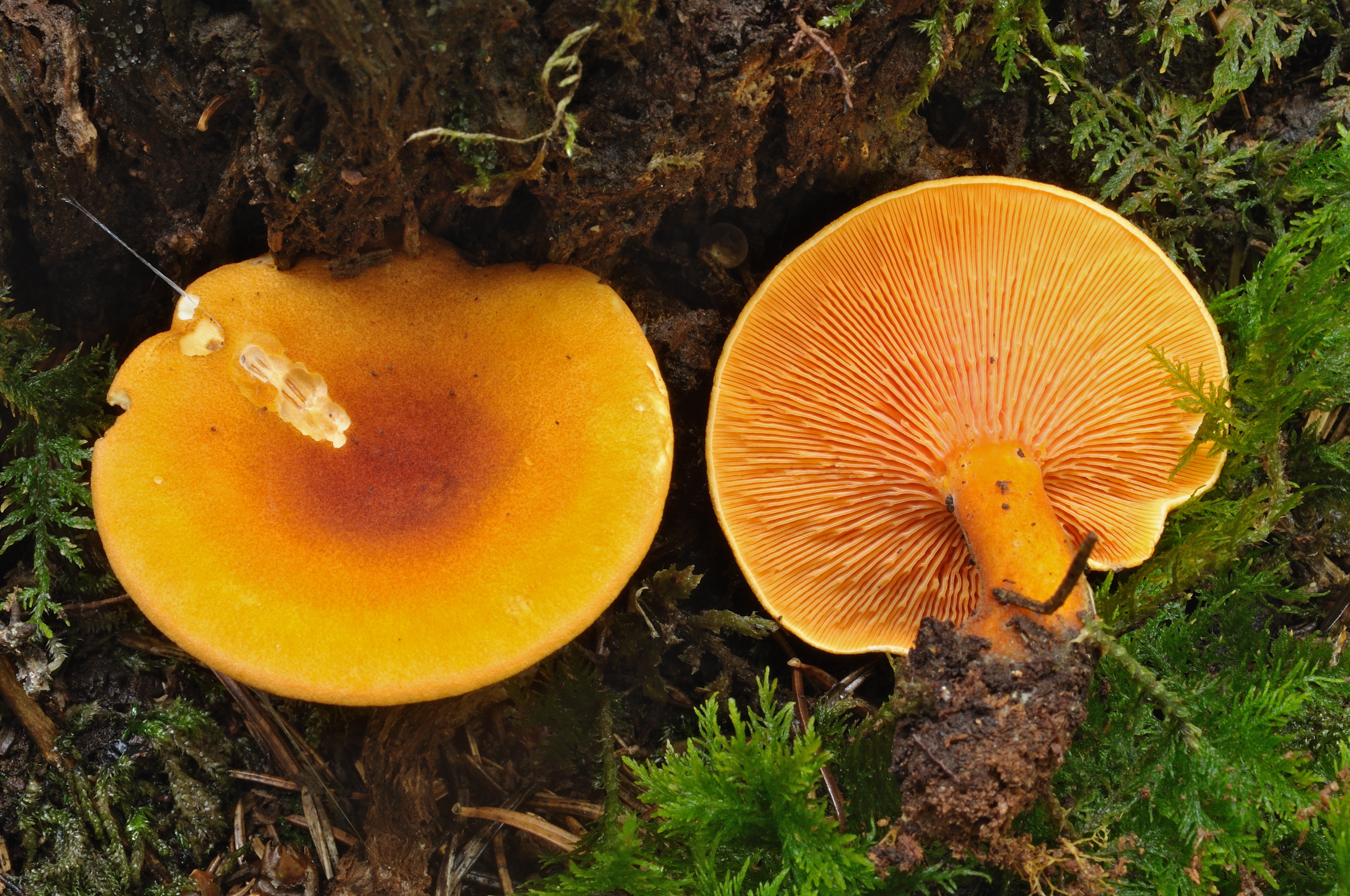 17052018135918 3645 art 2197 2010 08 14 schielleiten u herbersteinklamm 033