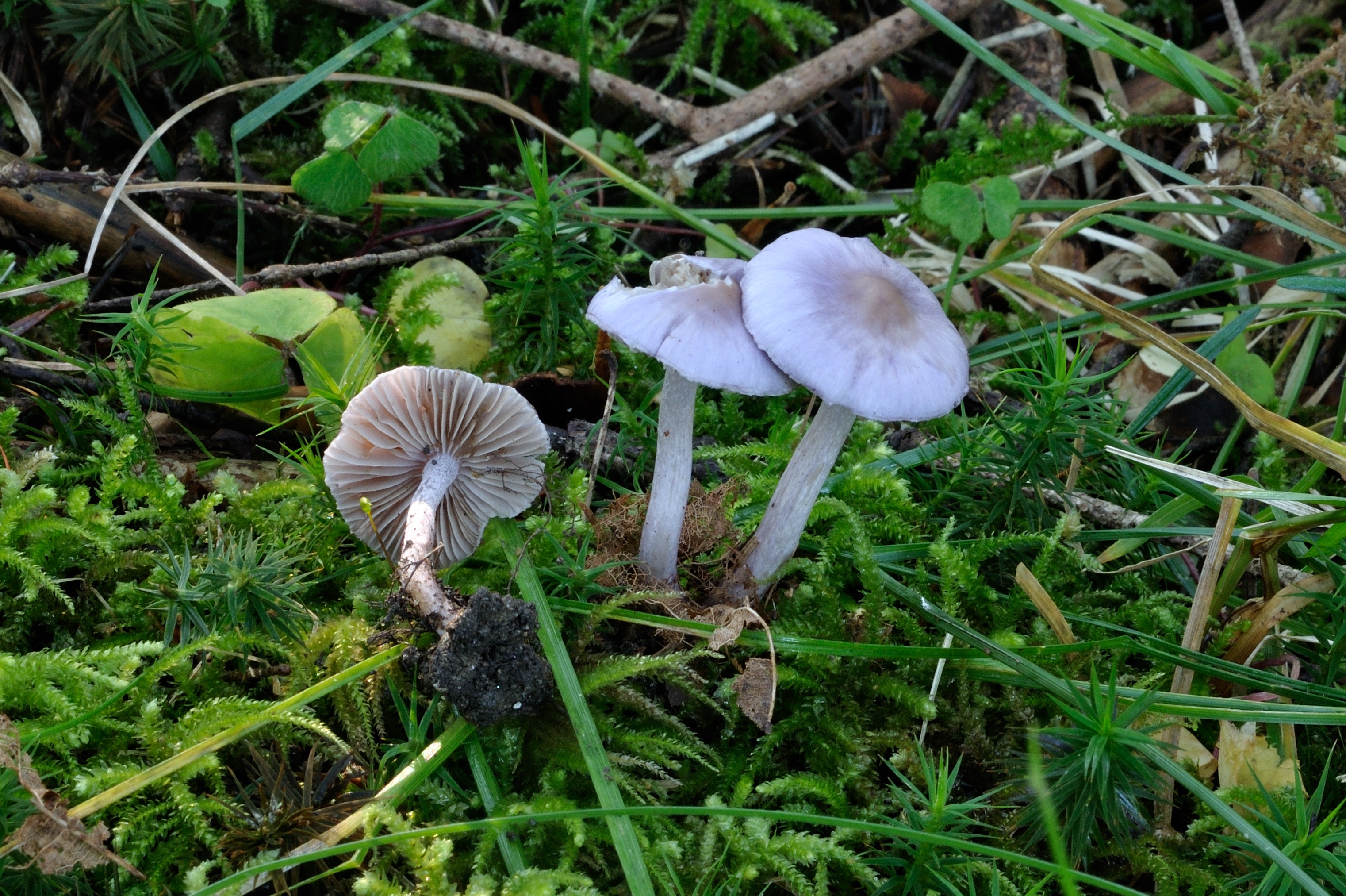 17052018140614 3646 art 2198 2010 09 22 herberstein u schielleiten 048