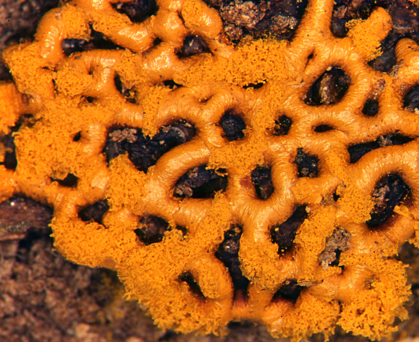 17072013152613 1129 art 1024 804 hemitrichia serpula 1 29