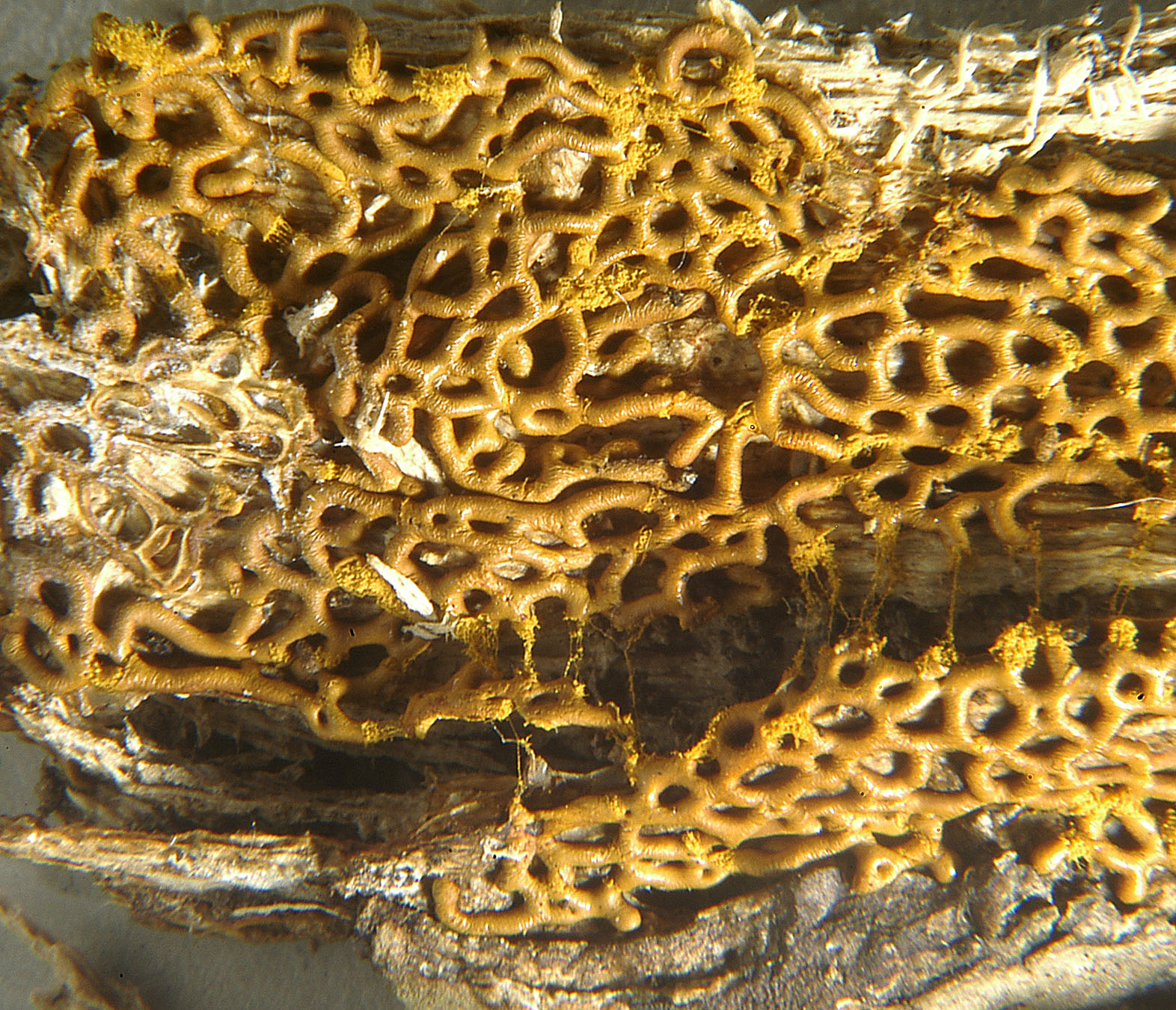 17072013152925 1130 art 1024 3937 hem serpula1