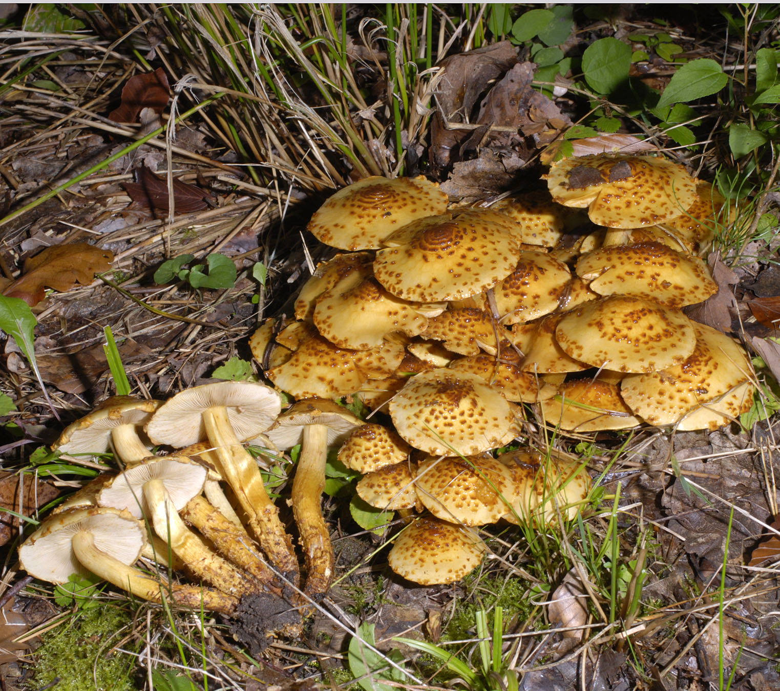 17072013155721 1131 art 769 pho jahnii 5693 92