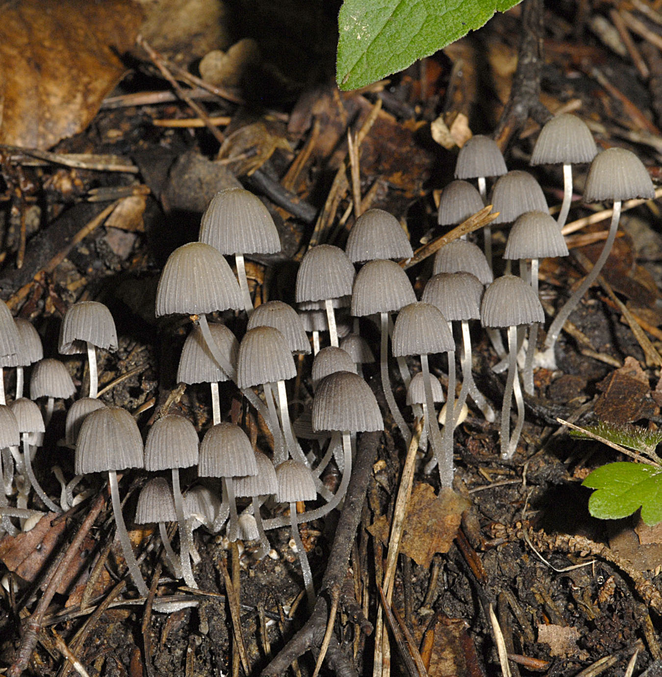17072013161103 1132 art 210 5922 coprinus disseminatus e46