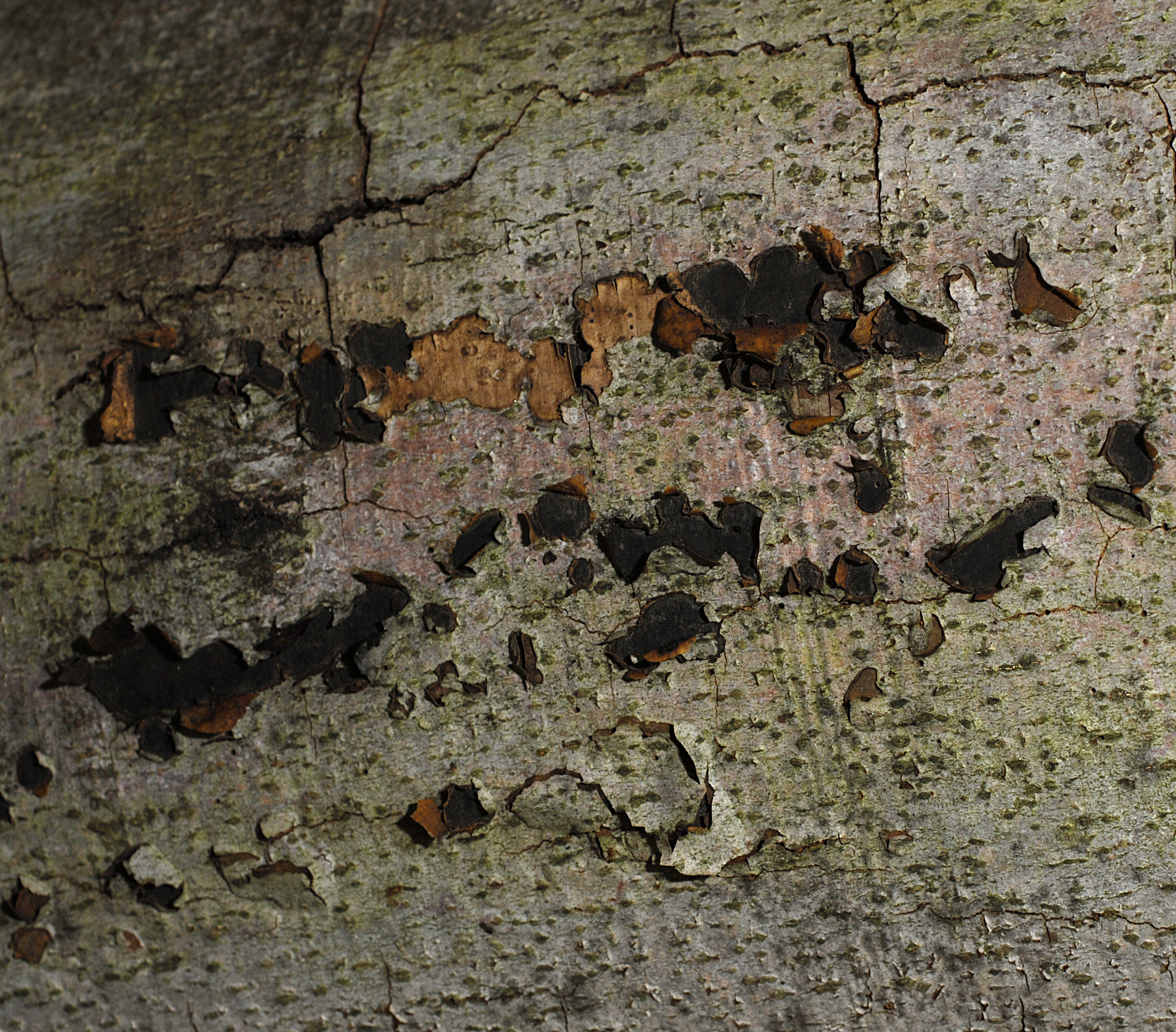 17072013162600 1133 art 645 6041 biscogniauxia nummularia e46