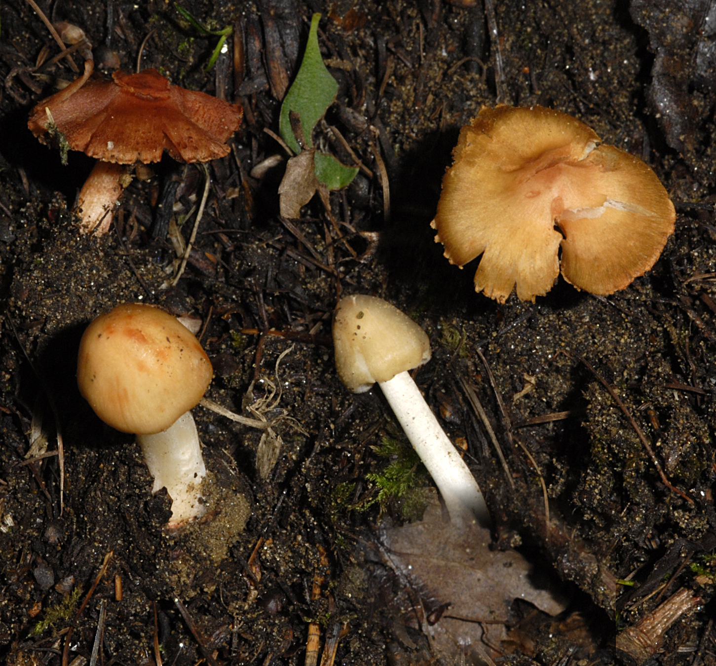 17072013163712 1134 art 791 inocybe godeyi 5905 108