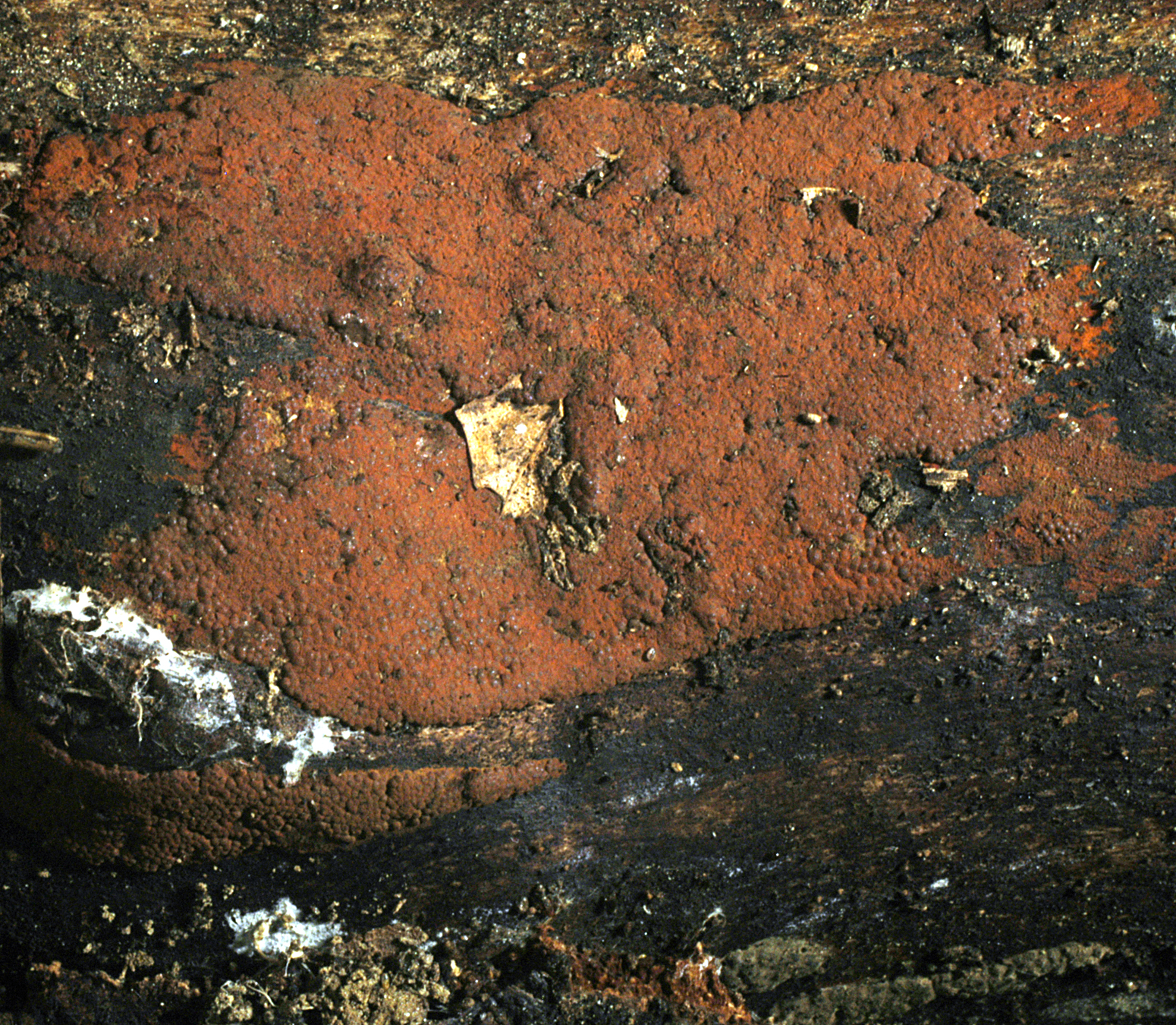 17072013164115 1135 art 658 hyp rubiginosum 5458 18