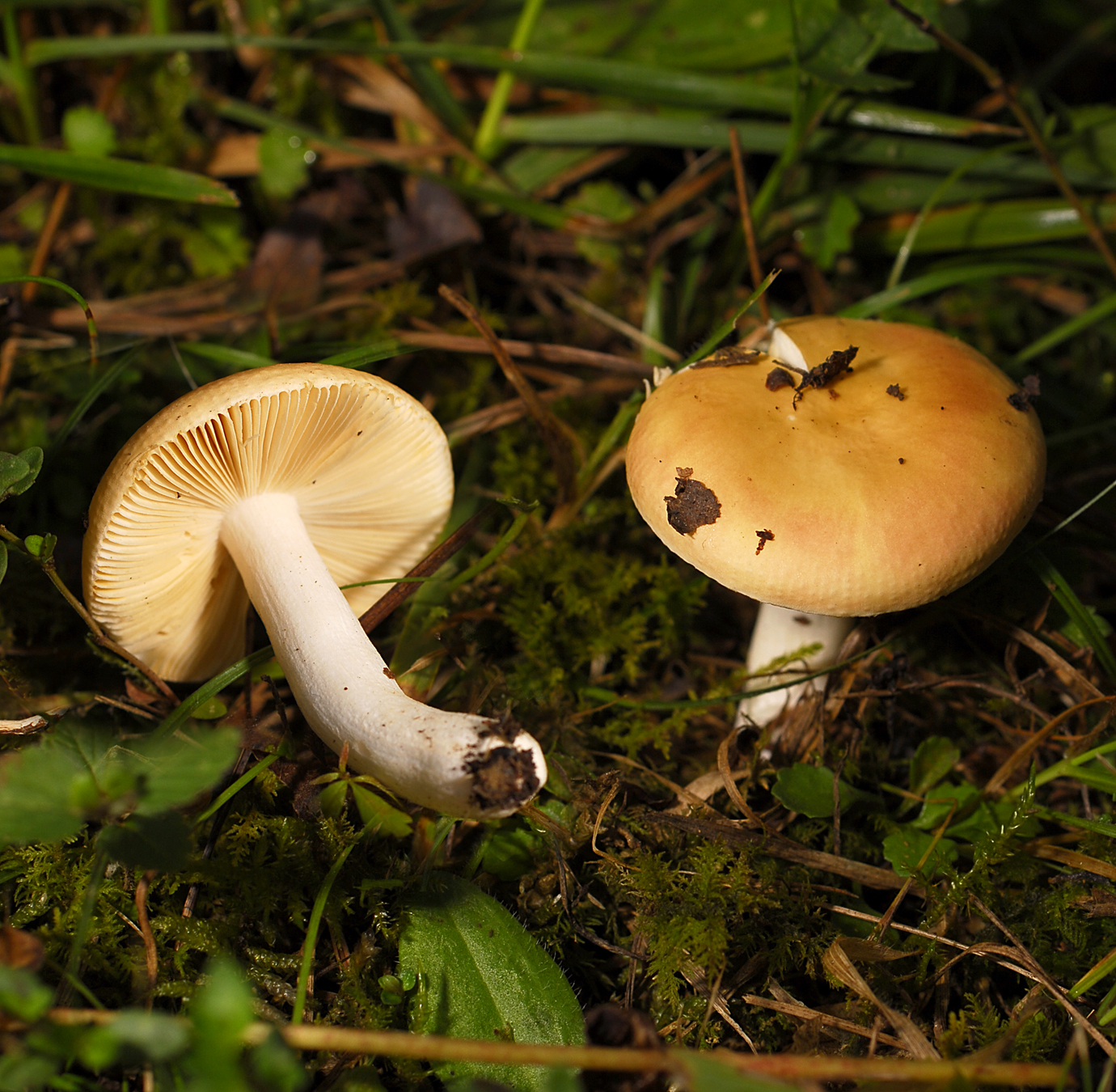 17072013165131 1136 art 220 6003 russula risigallina e22