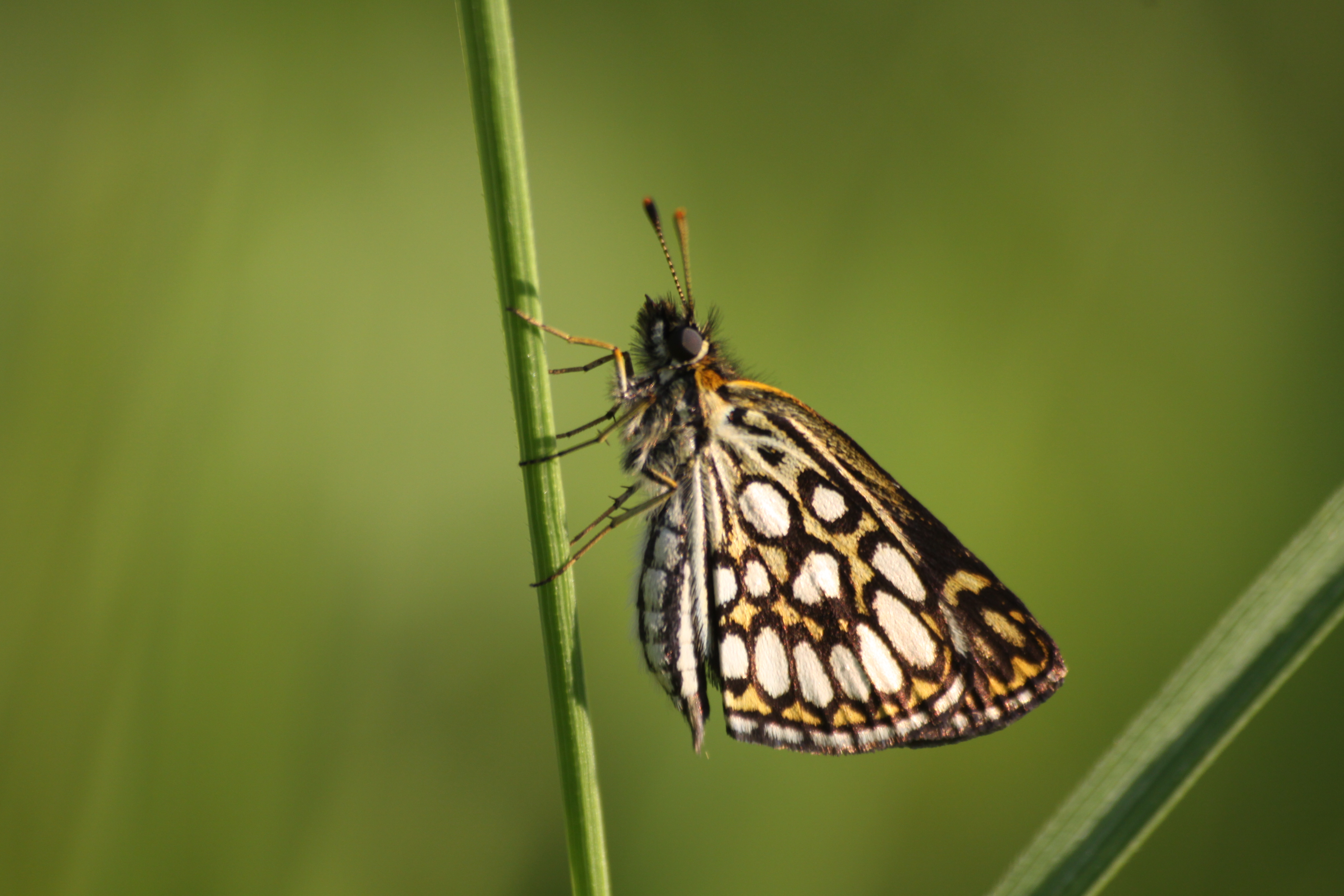 17082013073632 1445 art 830 rumanien pietroasa 94 51