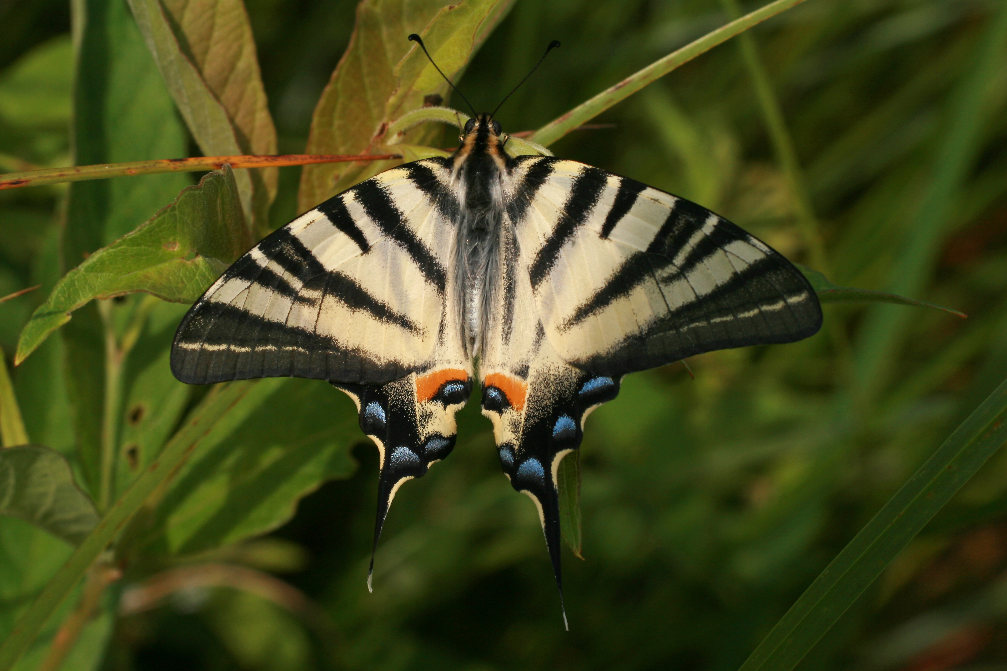 17082013073823 1446 art 820 12 iphiclides podalirius segelfalter jezero njivice