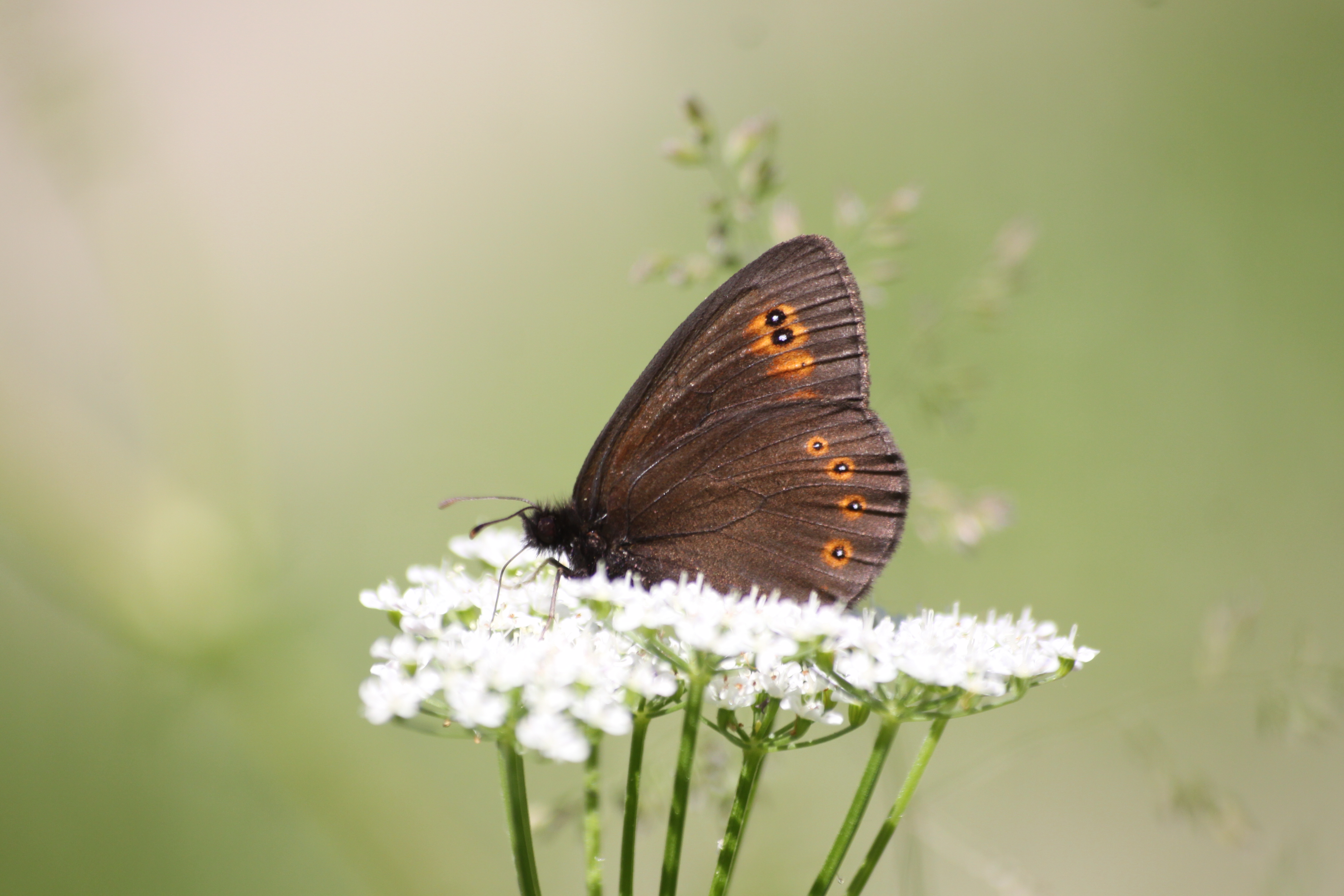 17082013074350 1447 art 843 erebia medusa orfalu Orseg ungarn 0 321 418