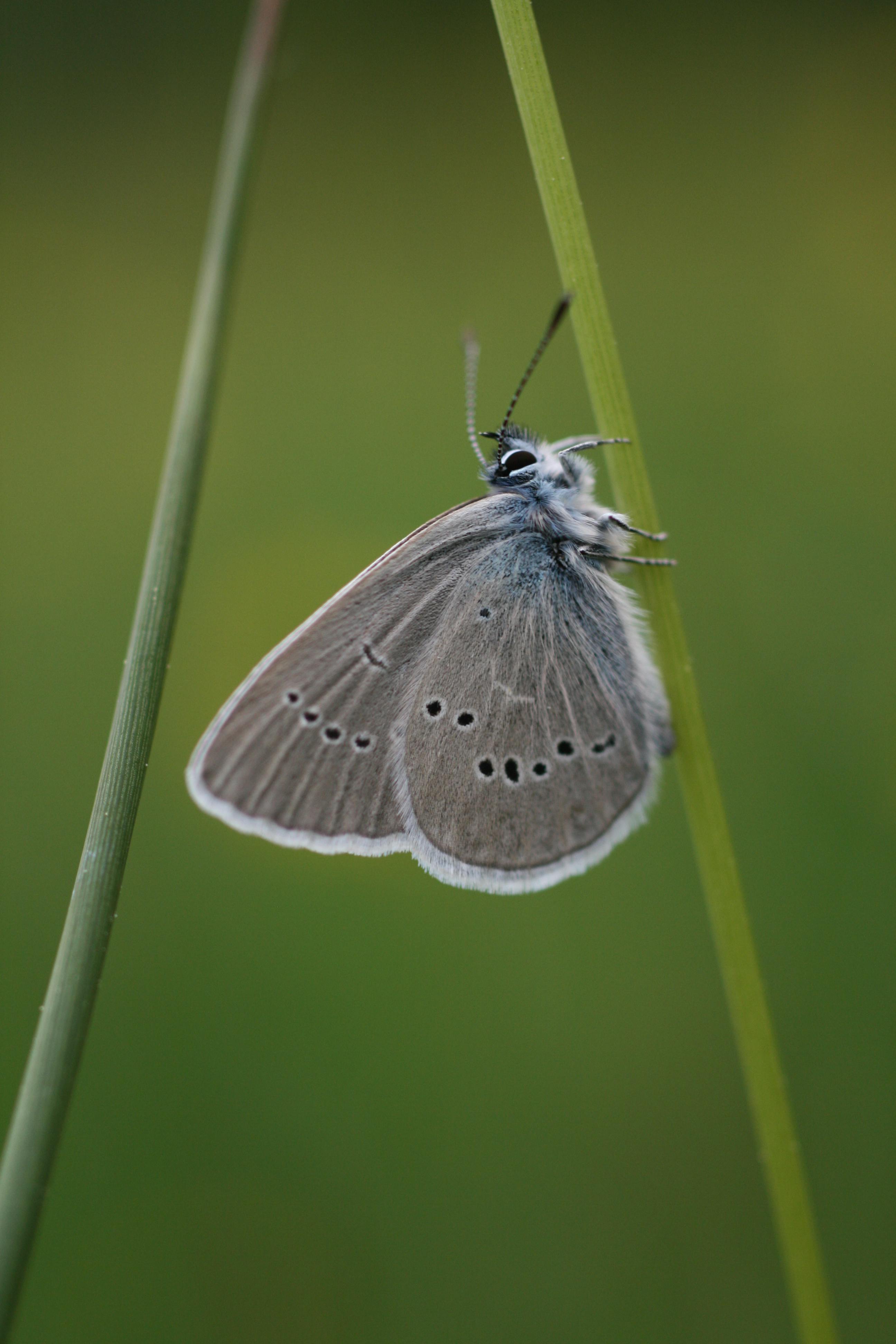17082013074732 1448 art 850 cyaniris semiargus unterrohr a d lafnitz 09 40