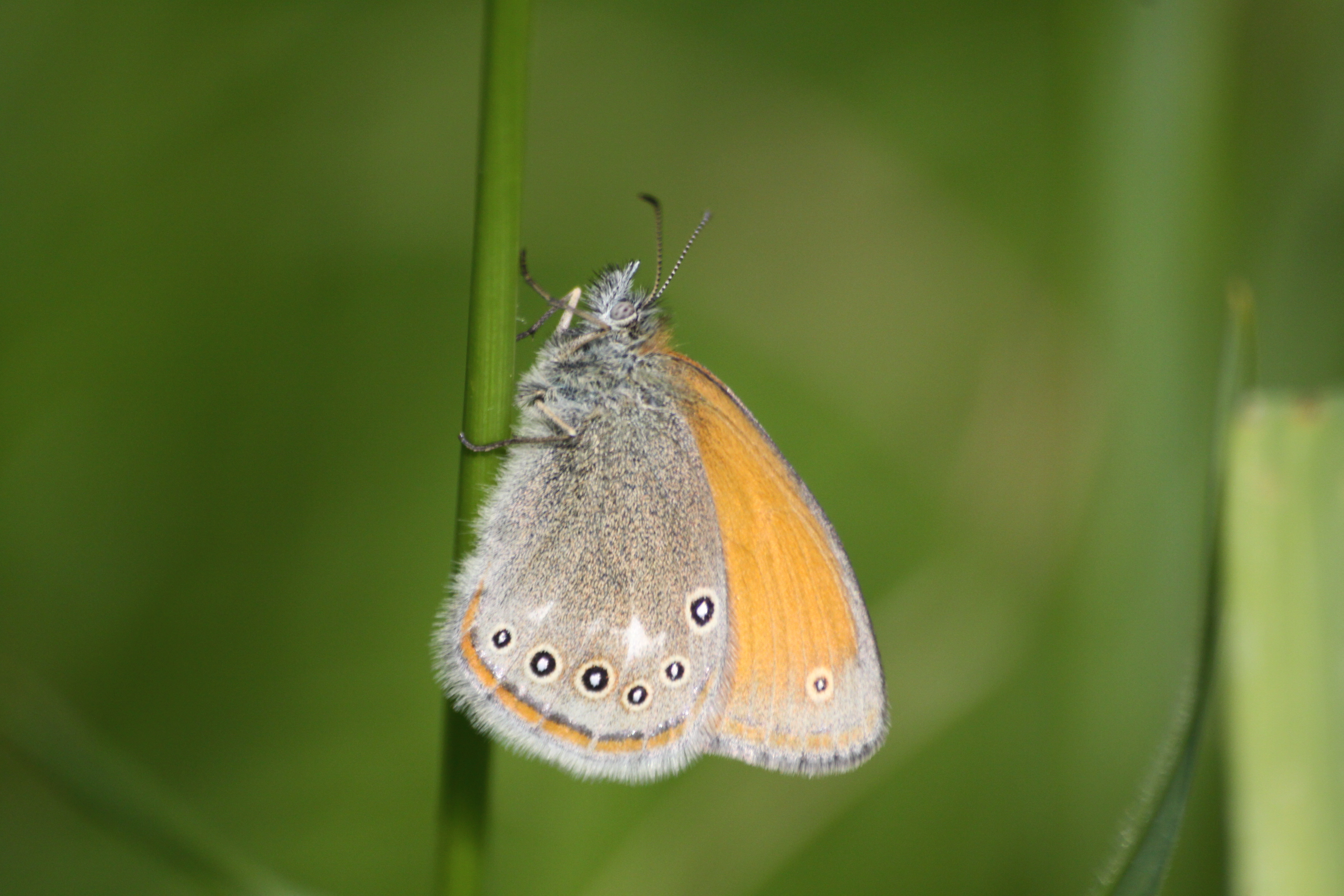 17082013075055 1449 art 842 coenonympha glycerion sinteu rumanien 83 9