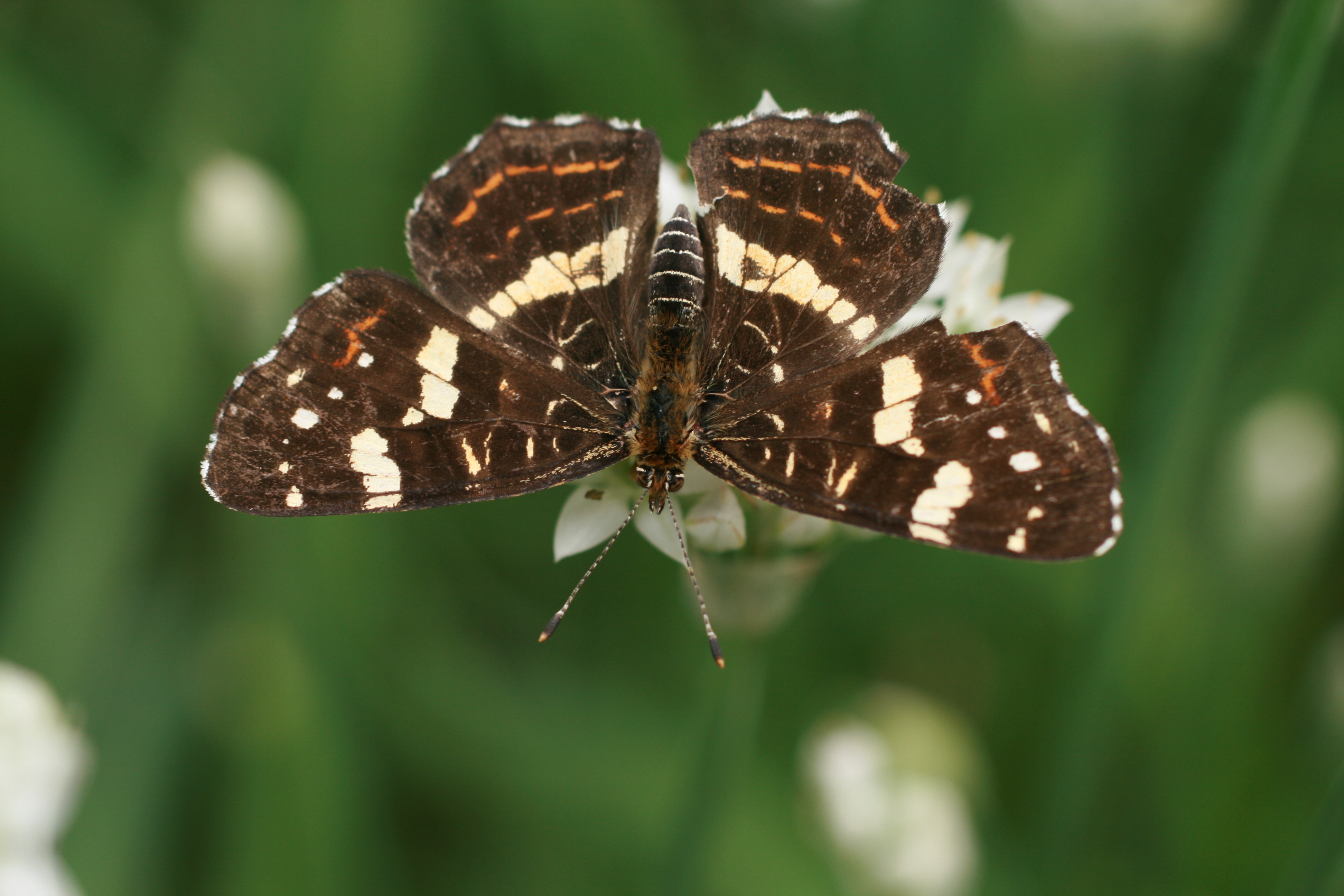 17082013075459 1450 art 825 araschnia levana burgfried 49 19