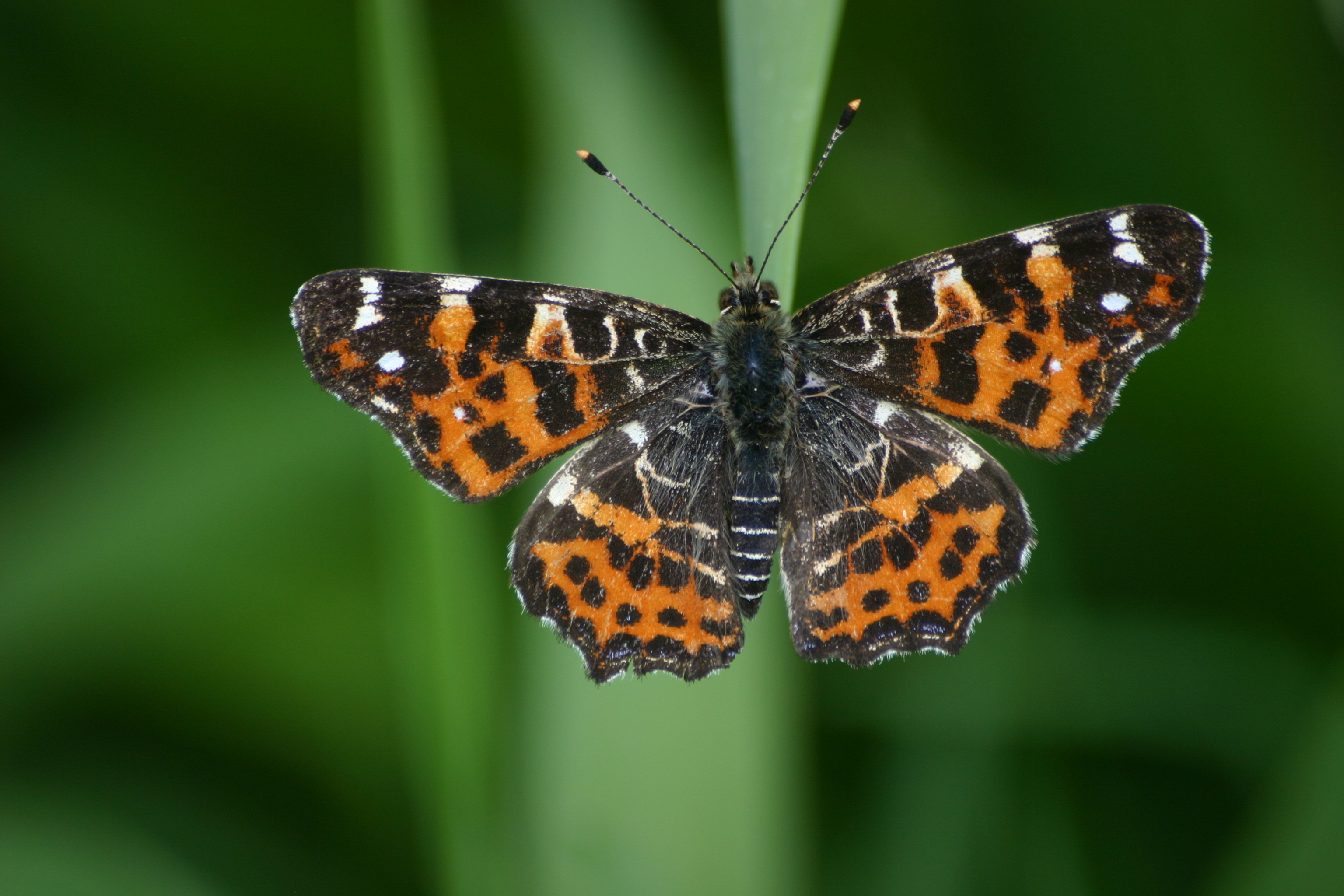 17082013075813 1451 art 825 araschnia levana werndf img 9366 6