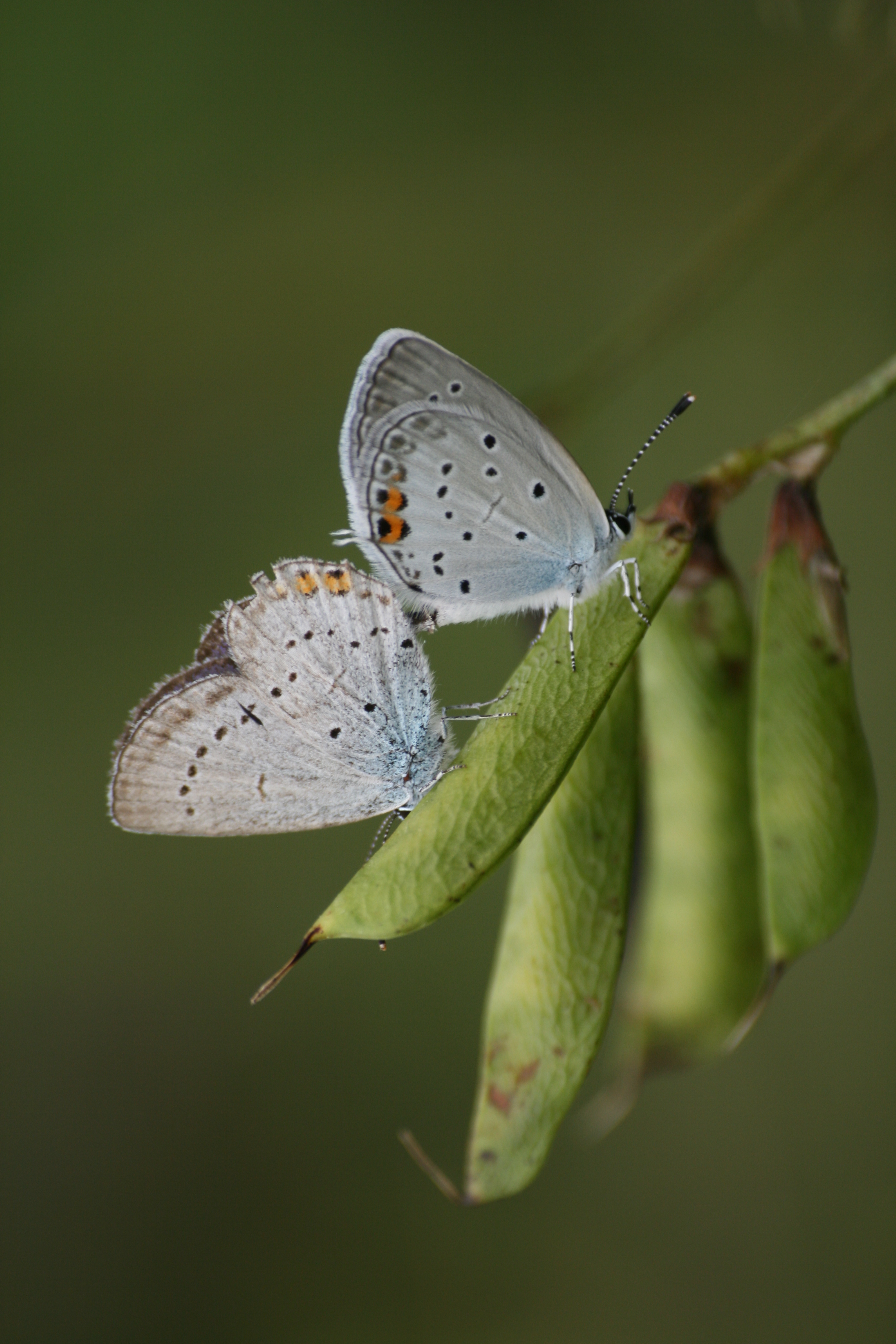 17082013080351 1452 art 849 everes argiades furstenfeld bauigl 32 11