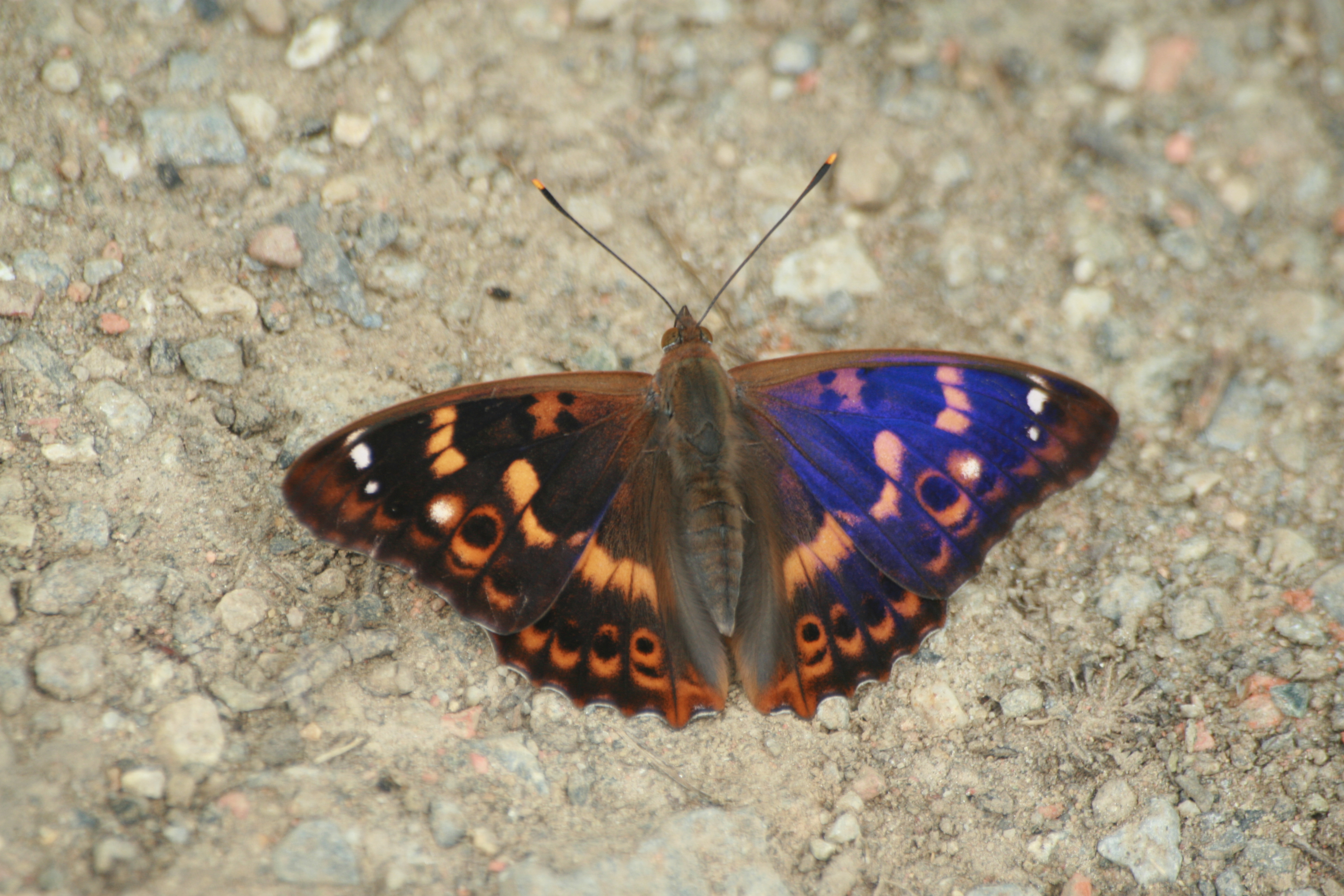 17082013081145 1453 art 824 apatura ilia forma clytie unterrohr 01 35