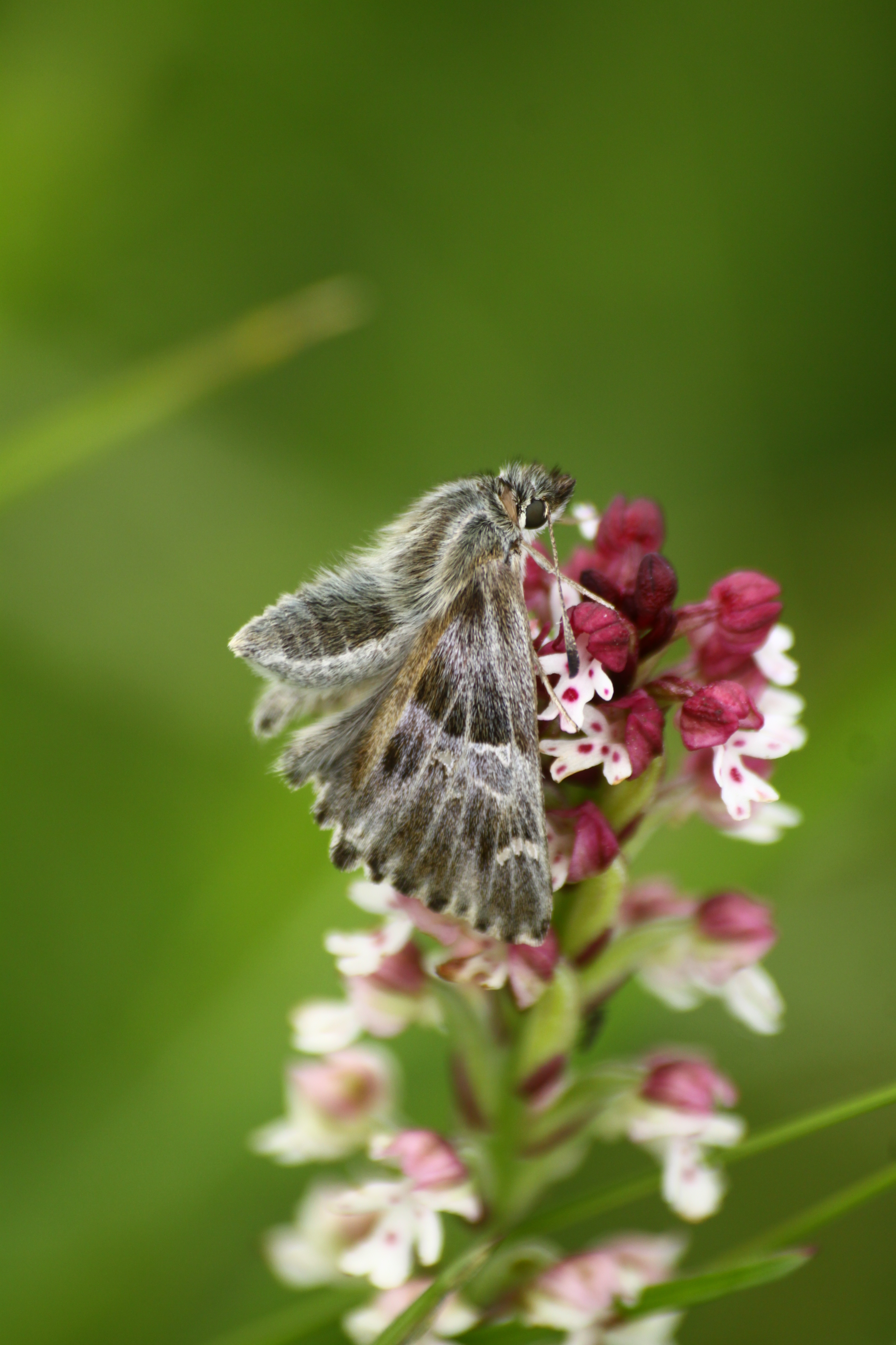 17082013081743 1454 art 836 carcharodus flocciferus auf orchis neotinea ustulata orfalu Orseg ungarn 340 461