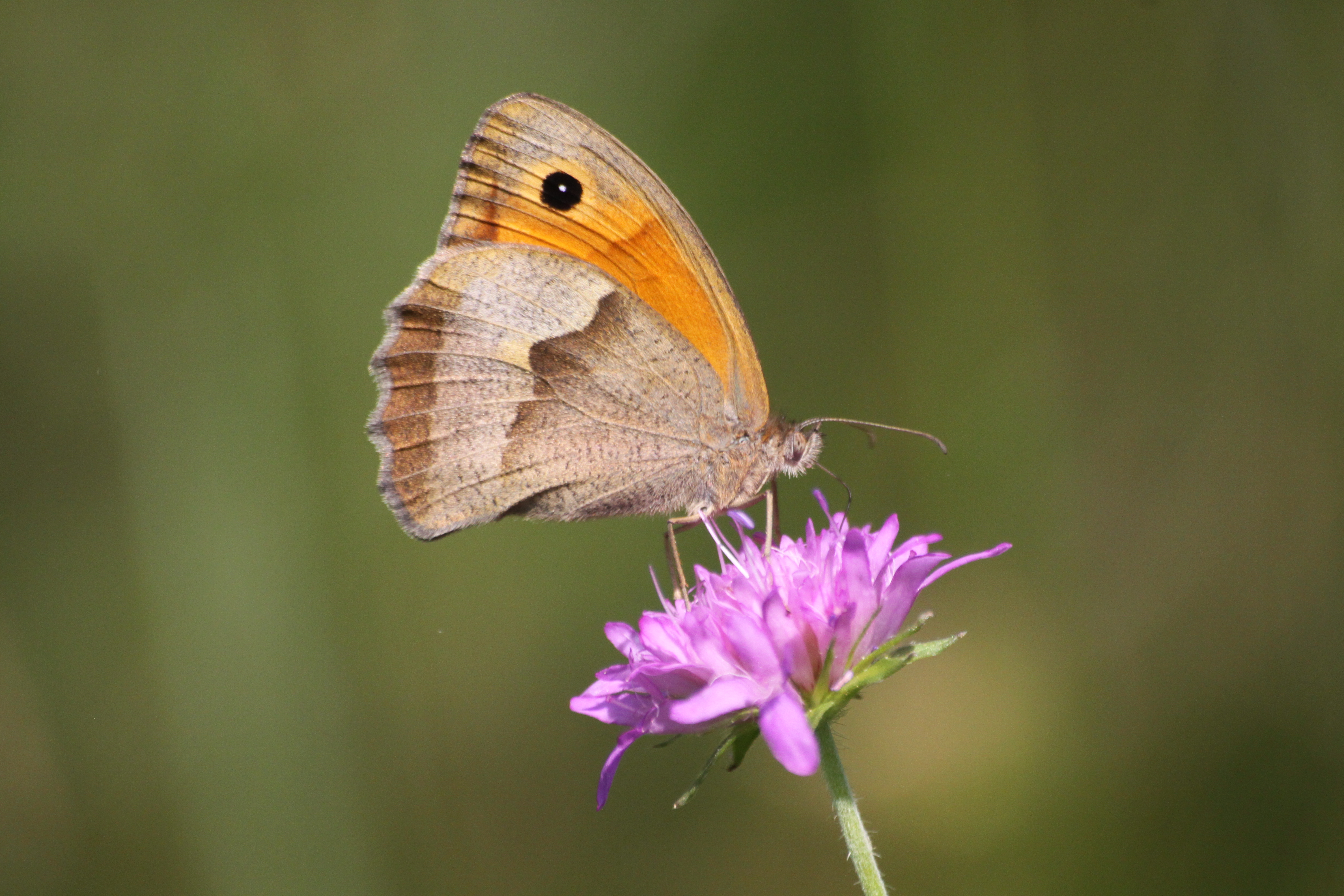 17082013082032 1455 art 846 maniola jurtina apatistvanfalva Orseg ungarn 02 45