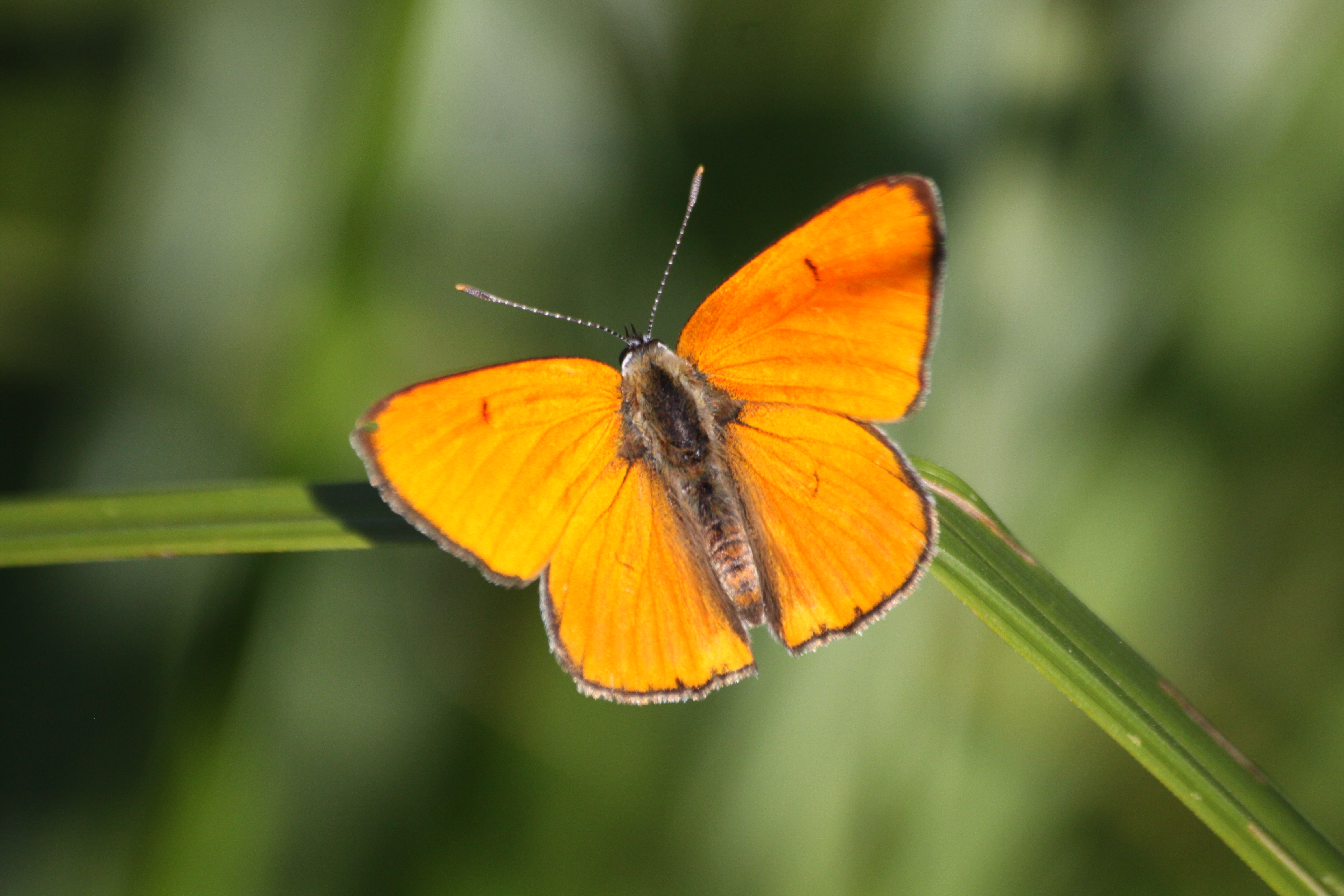 17082013083212 1456 art 816 lycaena dispar maierhofermuhle lafnitz 005 62
