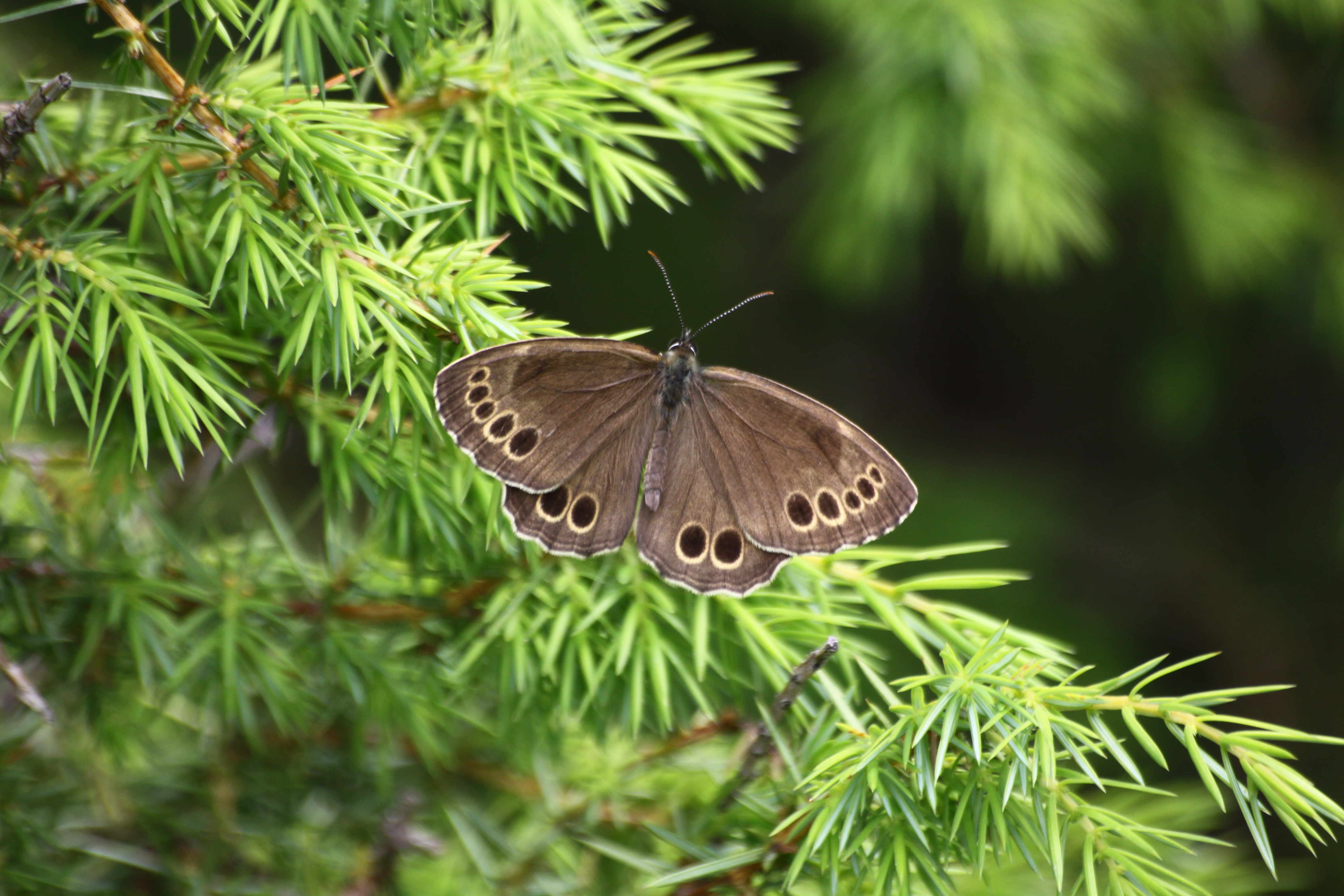 17082013084100 1457 art 815 lopinga achine nanos sudl nanos slowenien 984 218