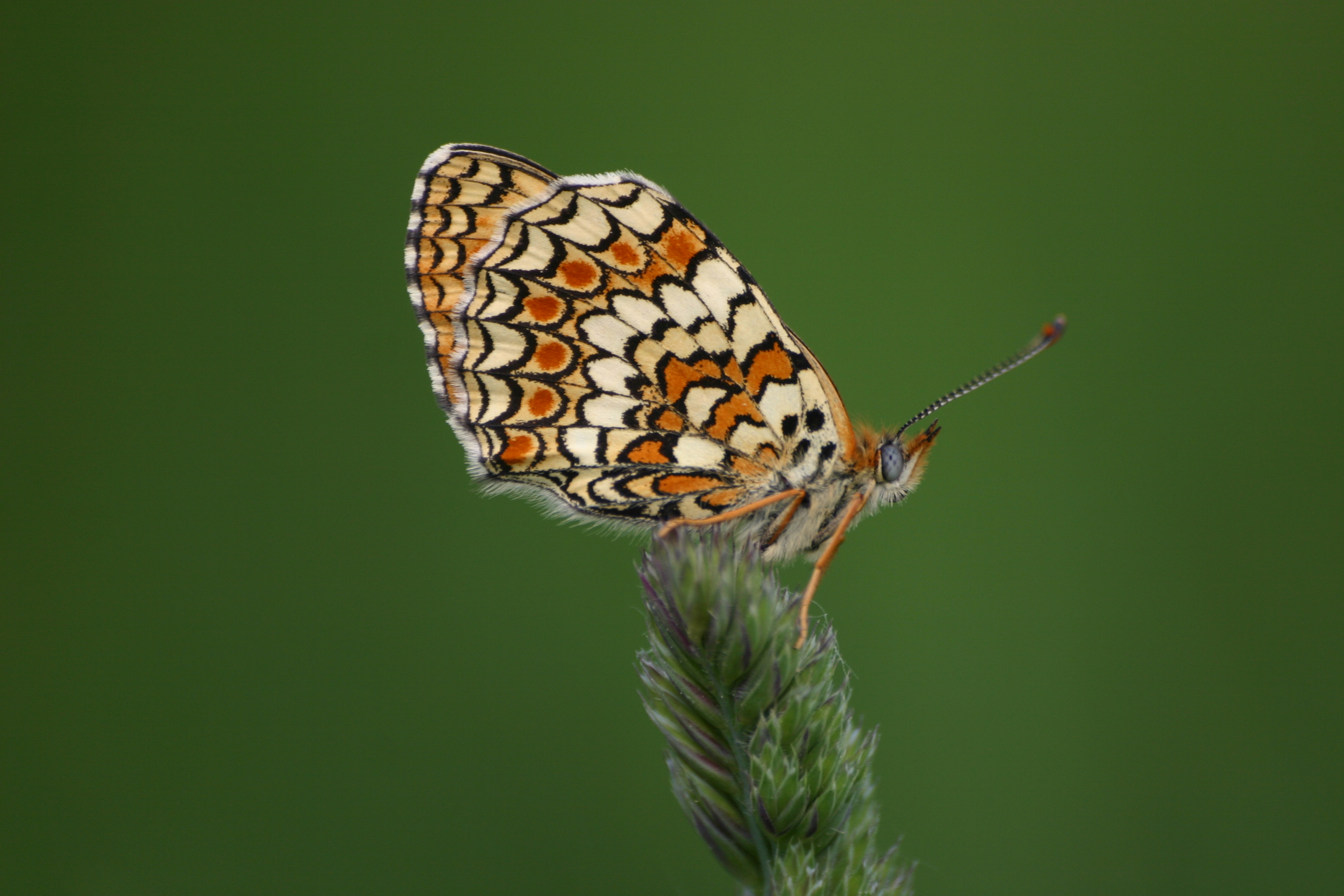 17082013084242 1458 art 856 melitaea phoebe thenauriegel bgld img 0638 2