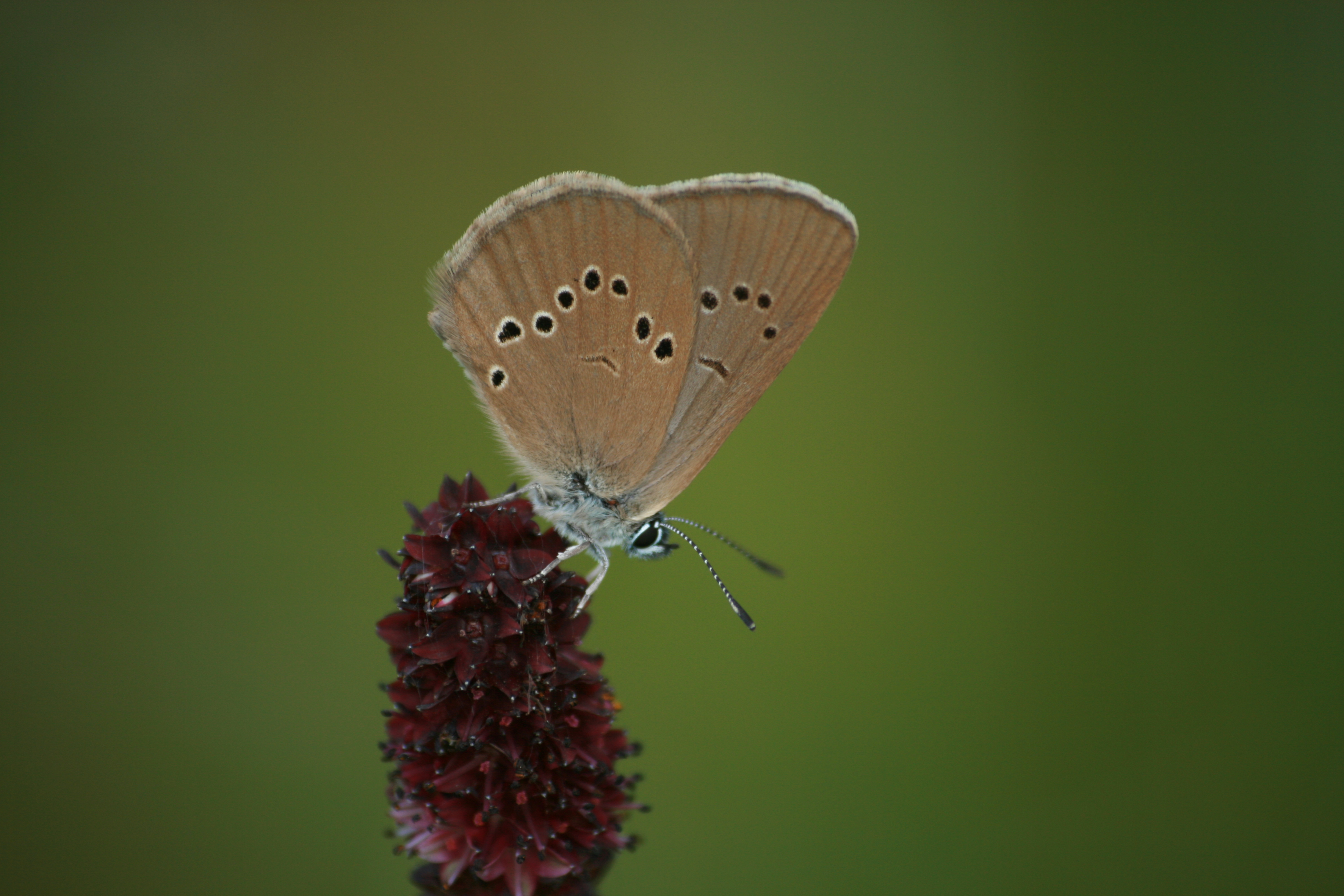 17082013084618 1459 art 819 maculinea nausithous unterrohr 95 62