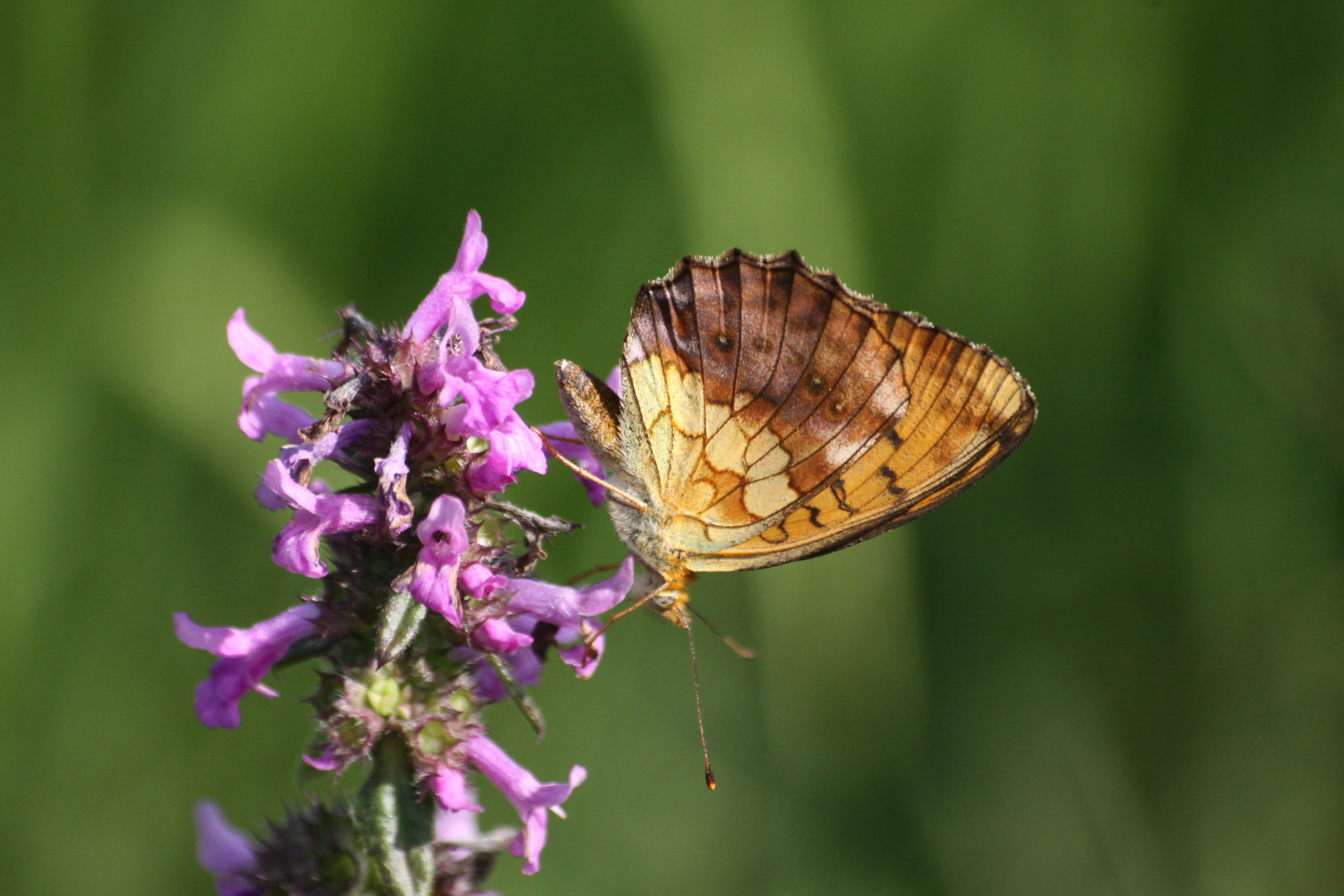 17082013085216 1460 art 826 brenthis daphne worth a d lafnitz 12 13