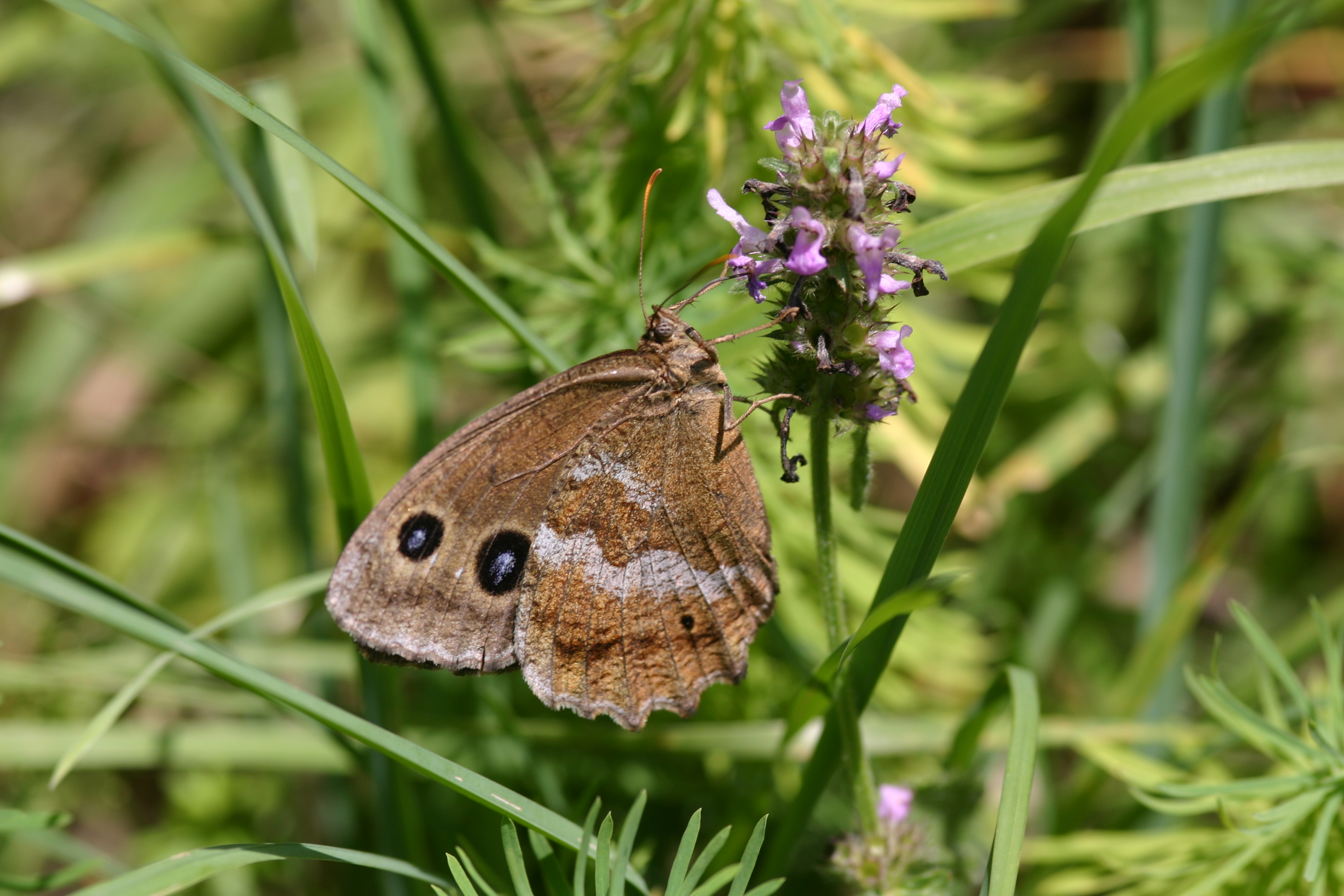 17082013092437 1461 art 847 2697 minois dryas blauaugiger waldportier weibl 2