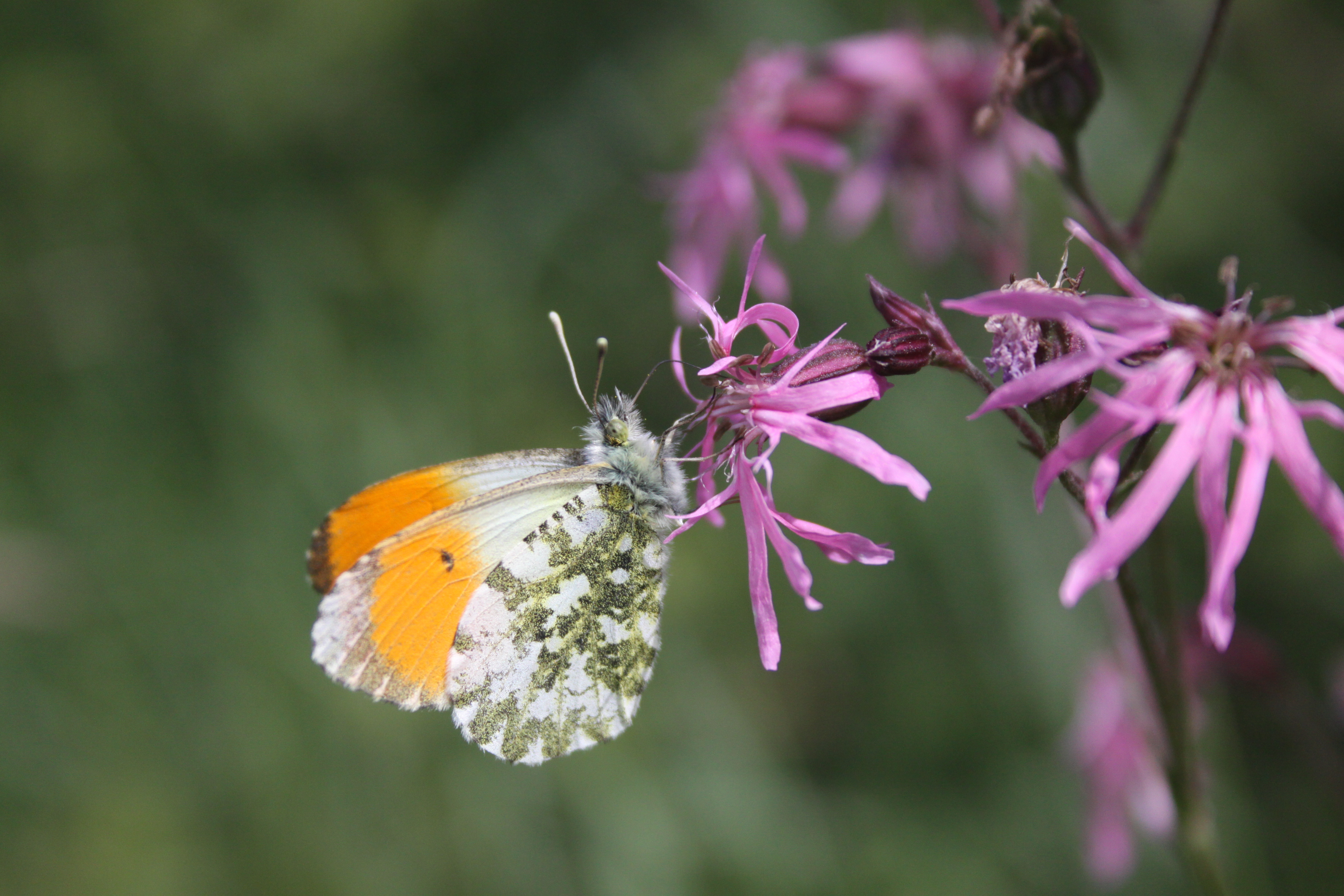 17082013092714 1462 art 821 anthocharis cardamines haidenggendorf pinggau 01 20