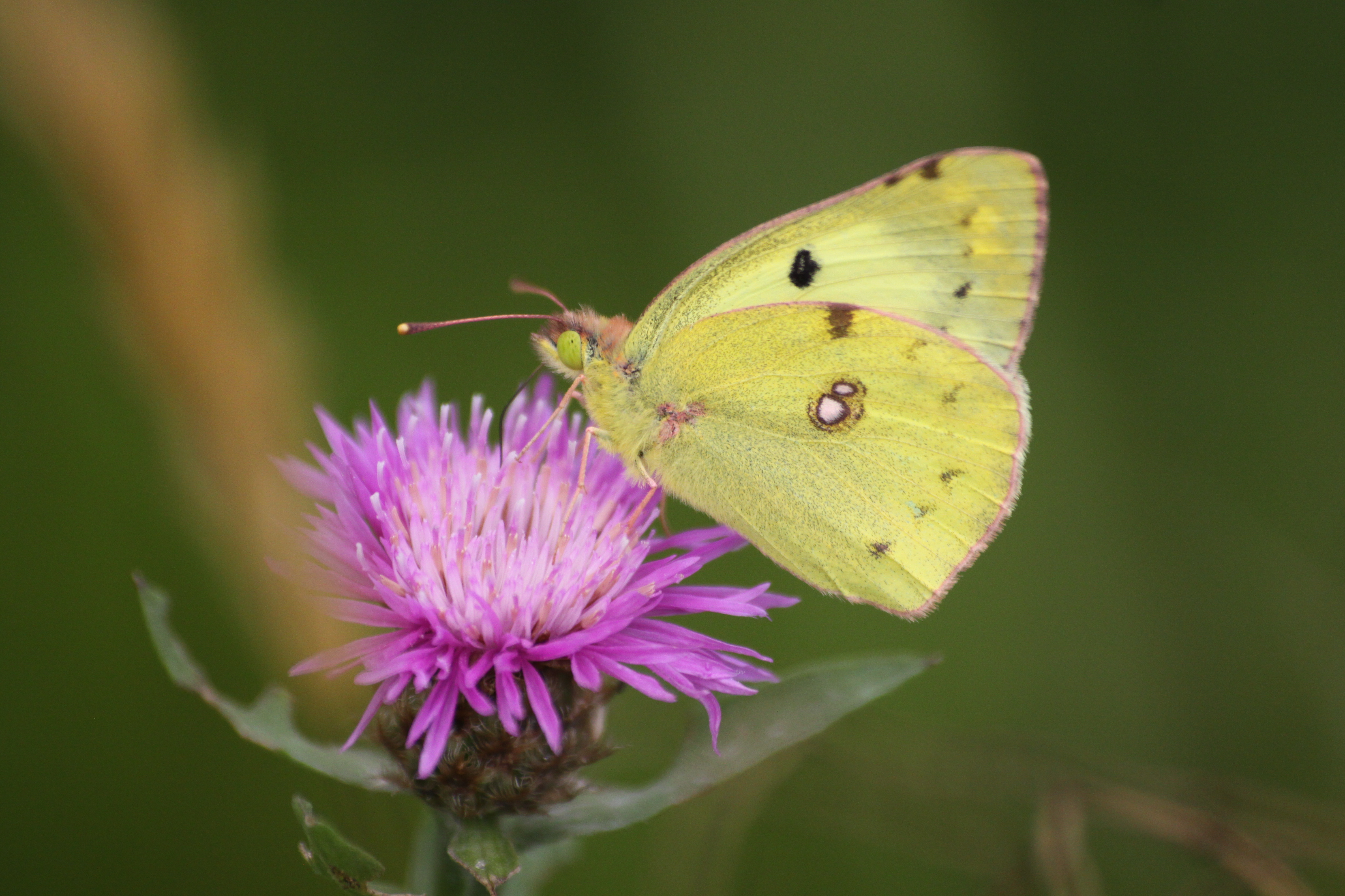 17082013093044 1463 art 822 colias hyale oberlungitz lafnitzwiese 322 8
